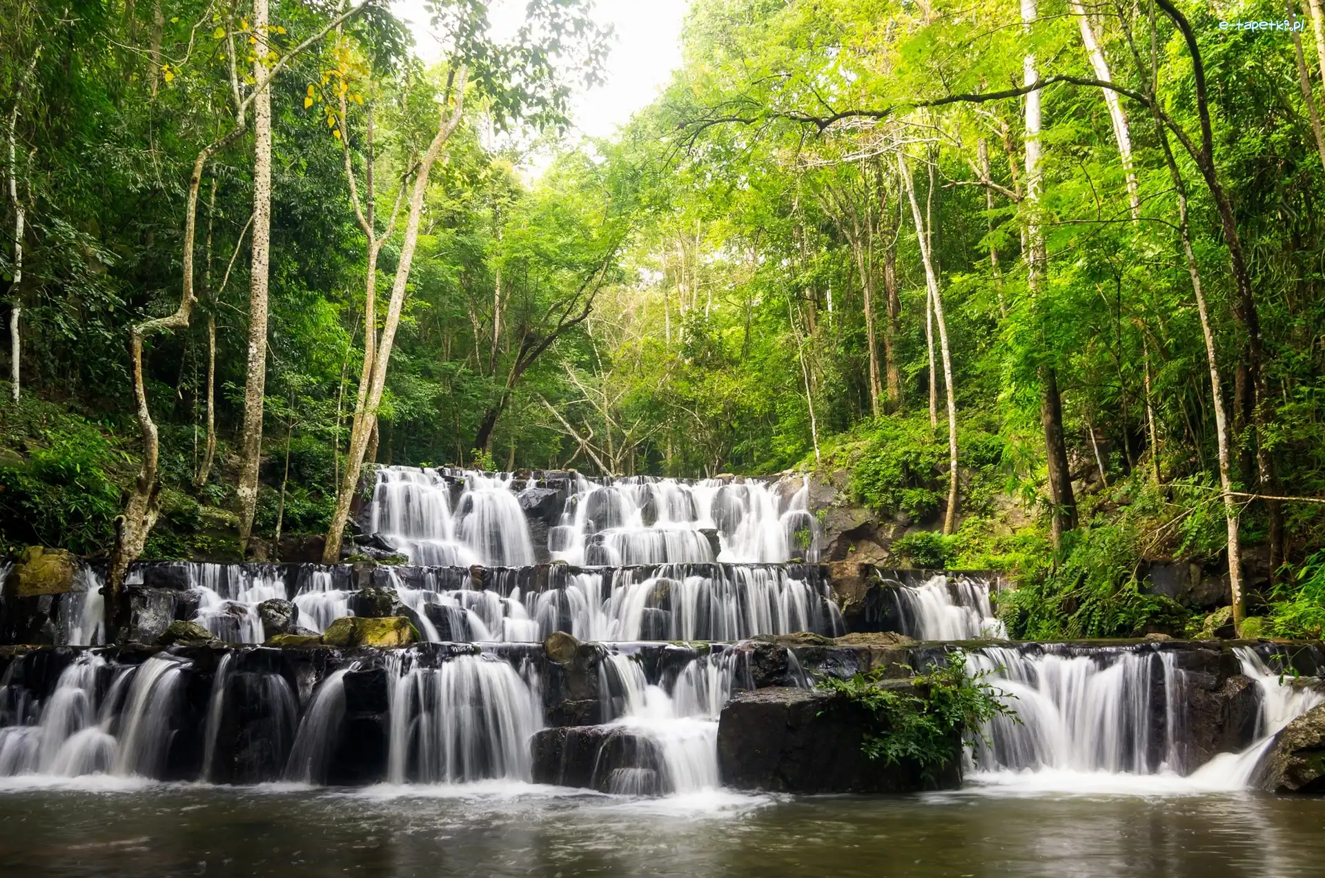 Drzewa, Prowincja Saraburi, Tajlandia, Las, Park Narodowy Namtok Sam Lan, Wodospad Sam Lan Waterfall