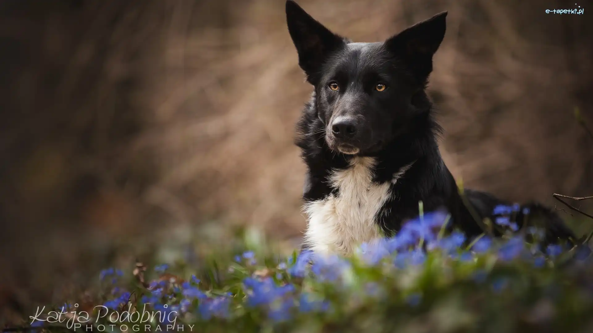 Pies, Kwiaty, Border collie, Tło, Rozmyte