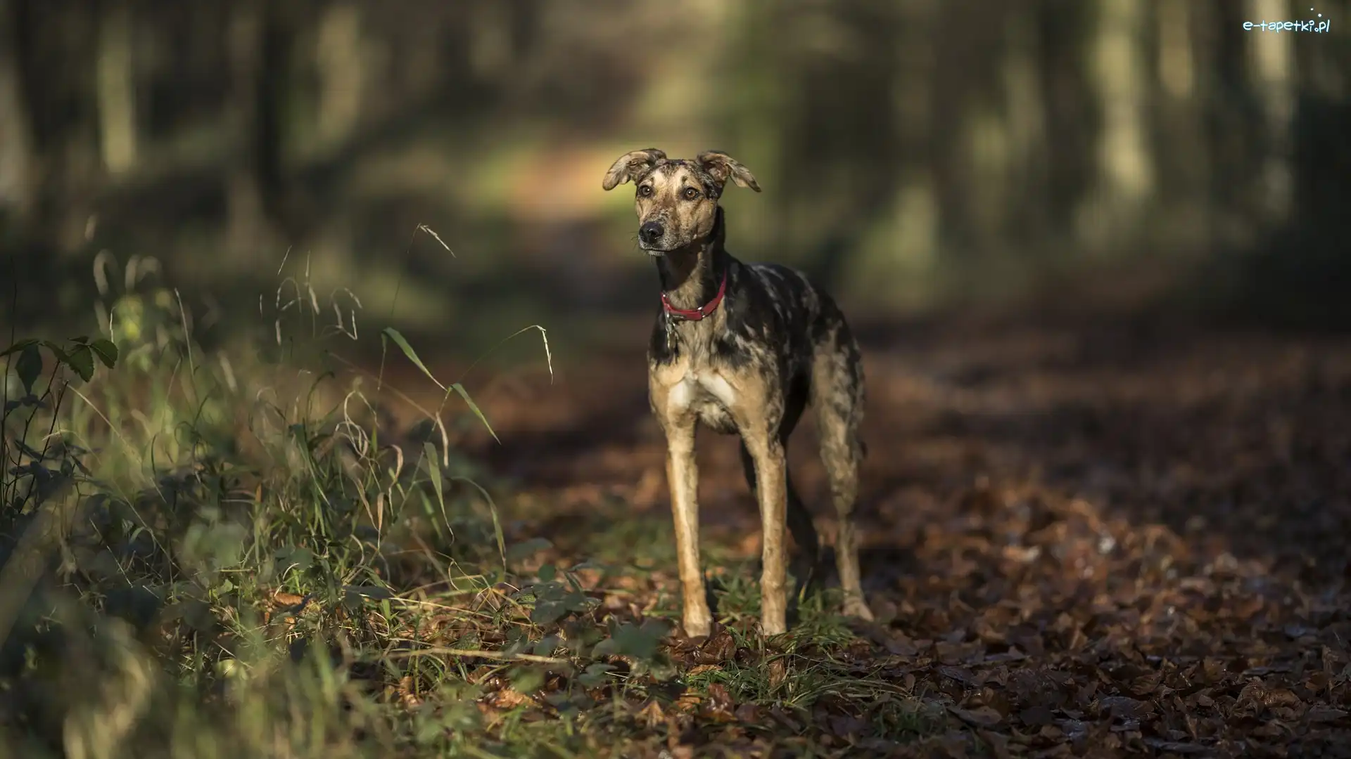 Droga, Trawa, Liście, Las, Whippet, Pies
