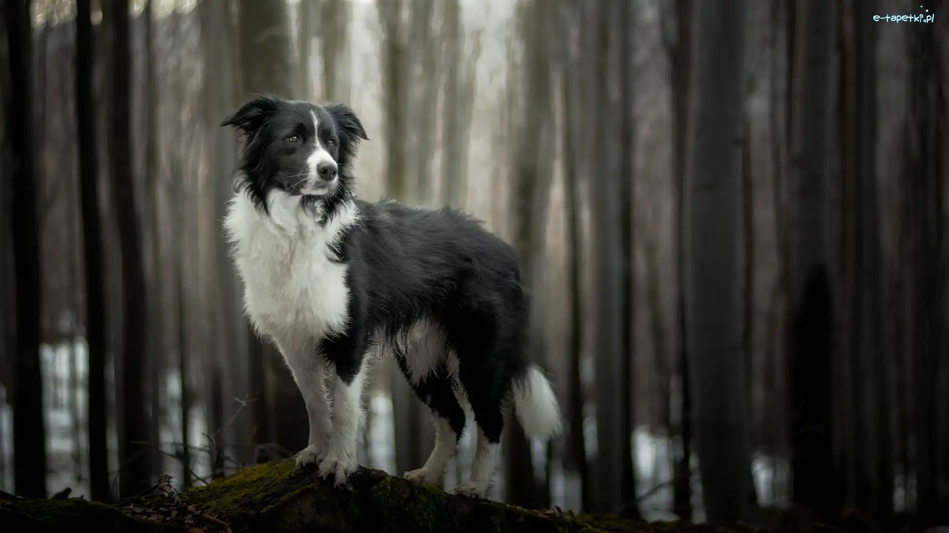 Border collie, Drzewa, Las, Pies