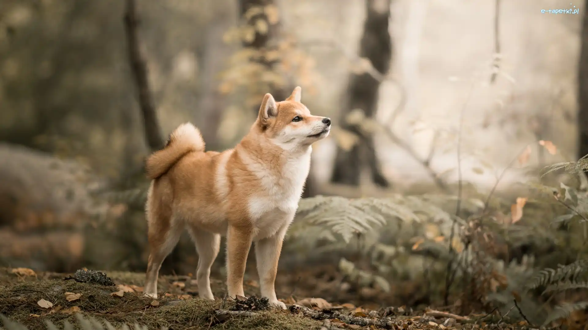 Shiba inu, Drzewa, Rośliny, Pies