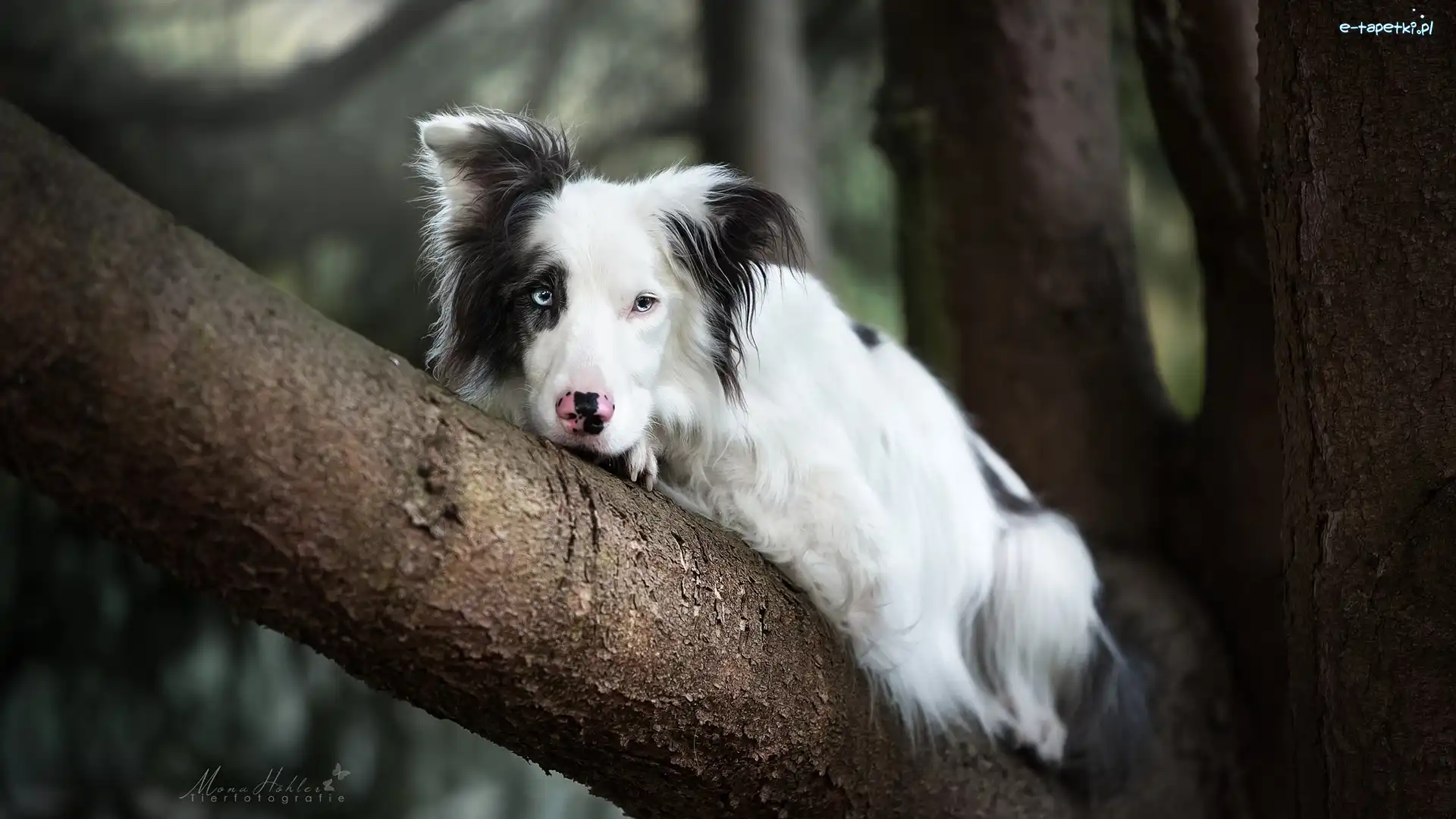 Pies, Border collie, Leżący, Konar, Drzewo