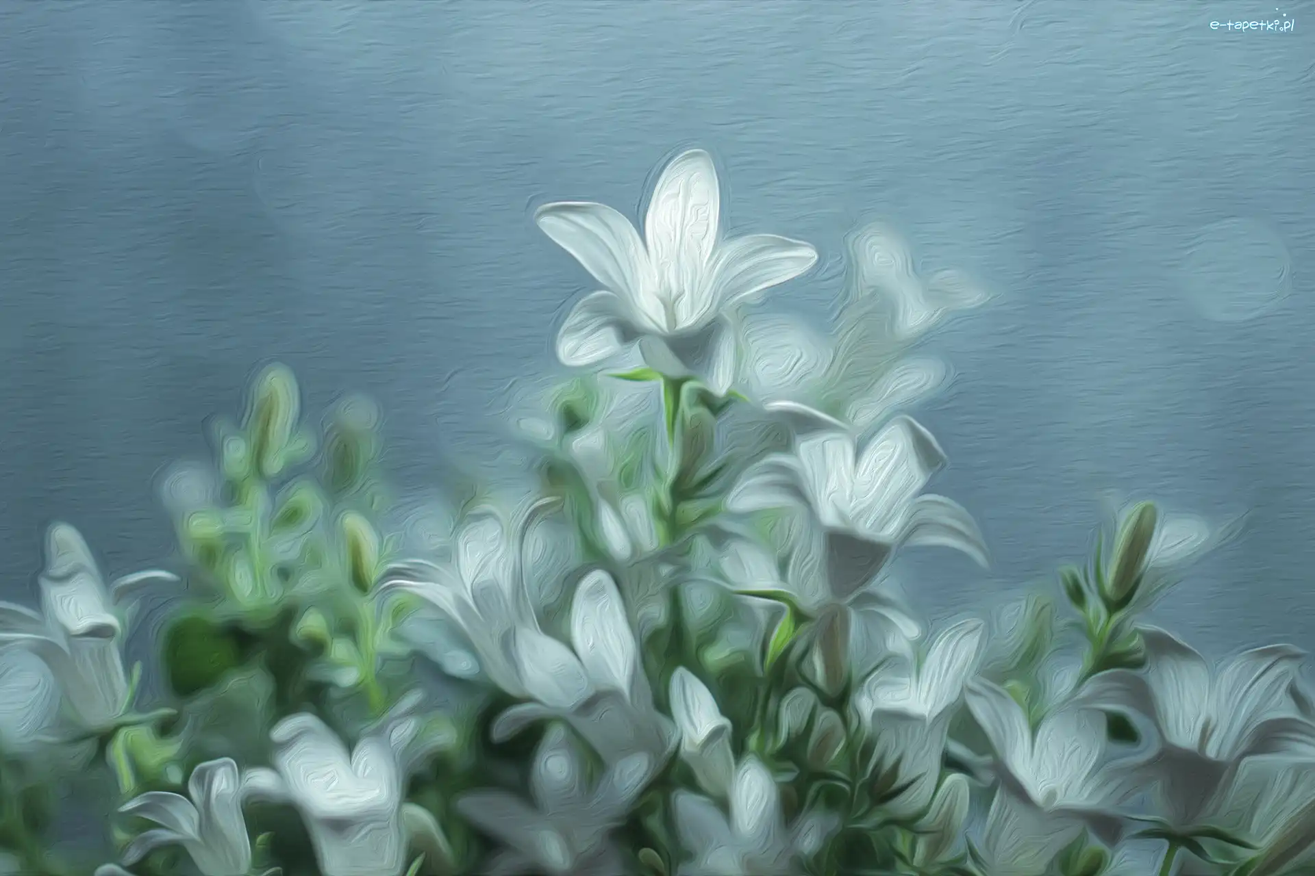Dzwonki, Grafika, Campanula, Białe