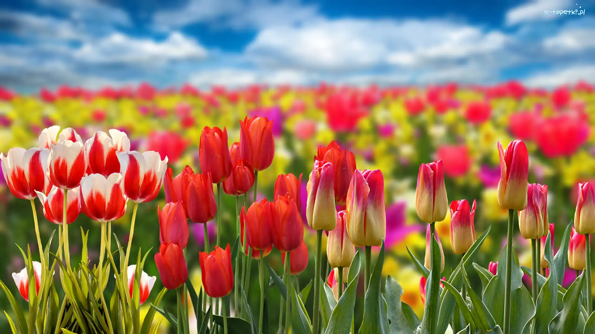 Kolorowe, Pole, Kwiaty, Tulipany