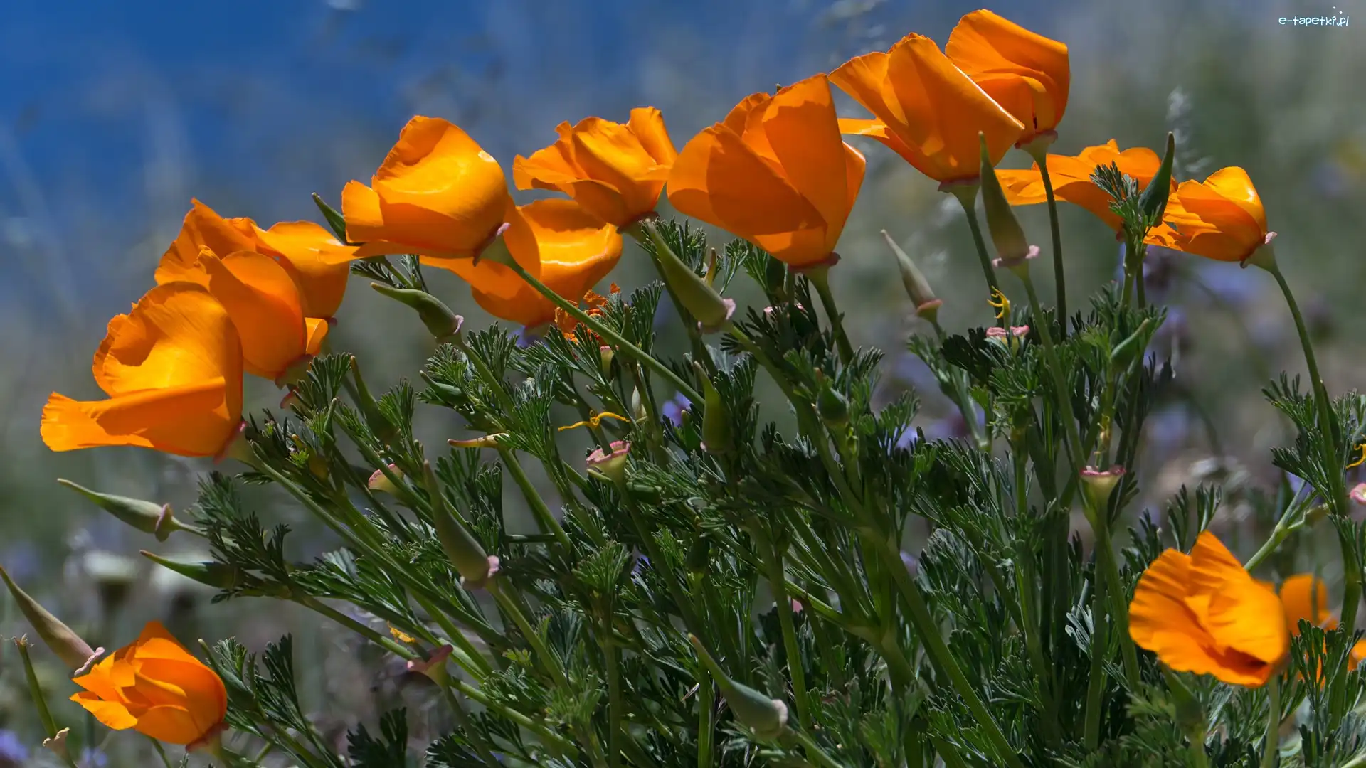 Kwiaty, Maczek kalifornijski, Pozłotka kalifornijska, Pomarańczowe