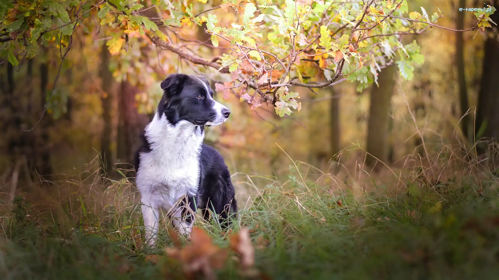 Liście, Trawa, Las, Border collie, Pies, Gałęzie, Drzewa