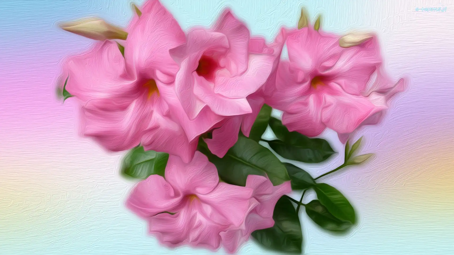 Kwiaty, Różowe, Petunia