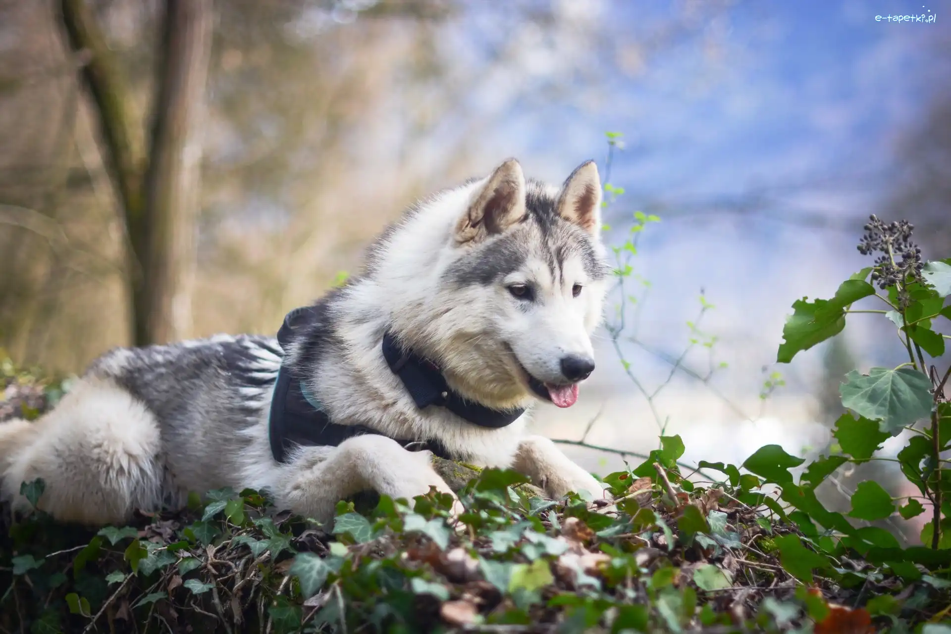 Siberian husky, Liście, Drzewa, Pies