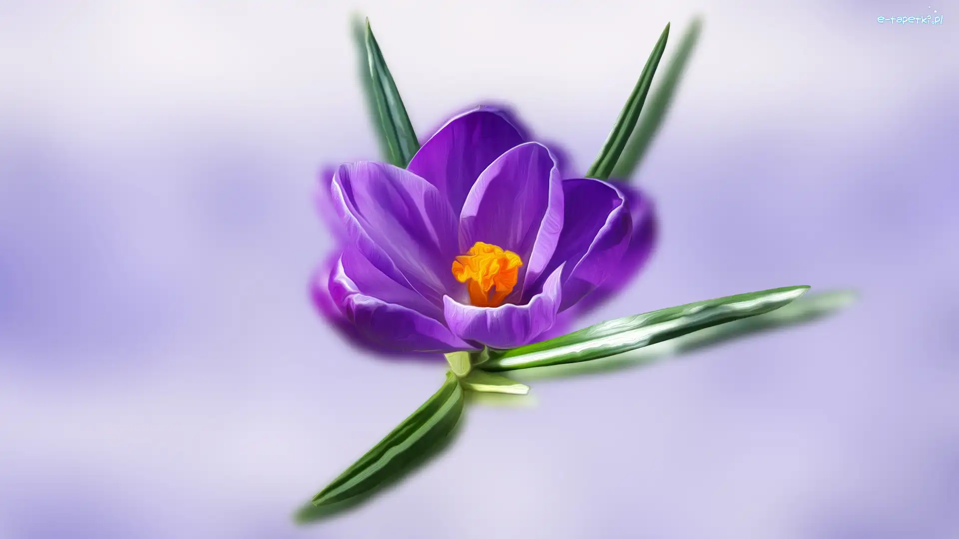 Krokus, Fioletowy, Grafika
