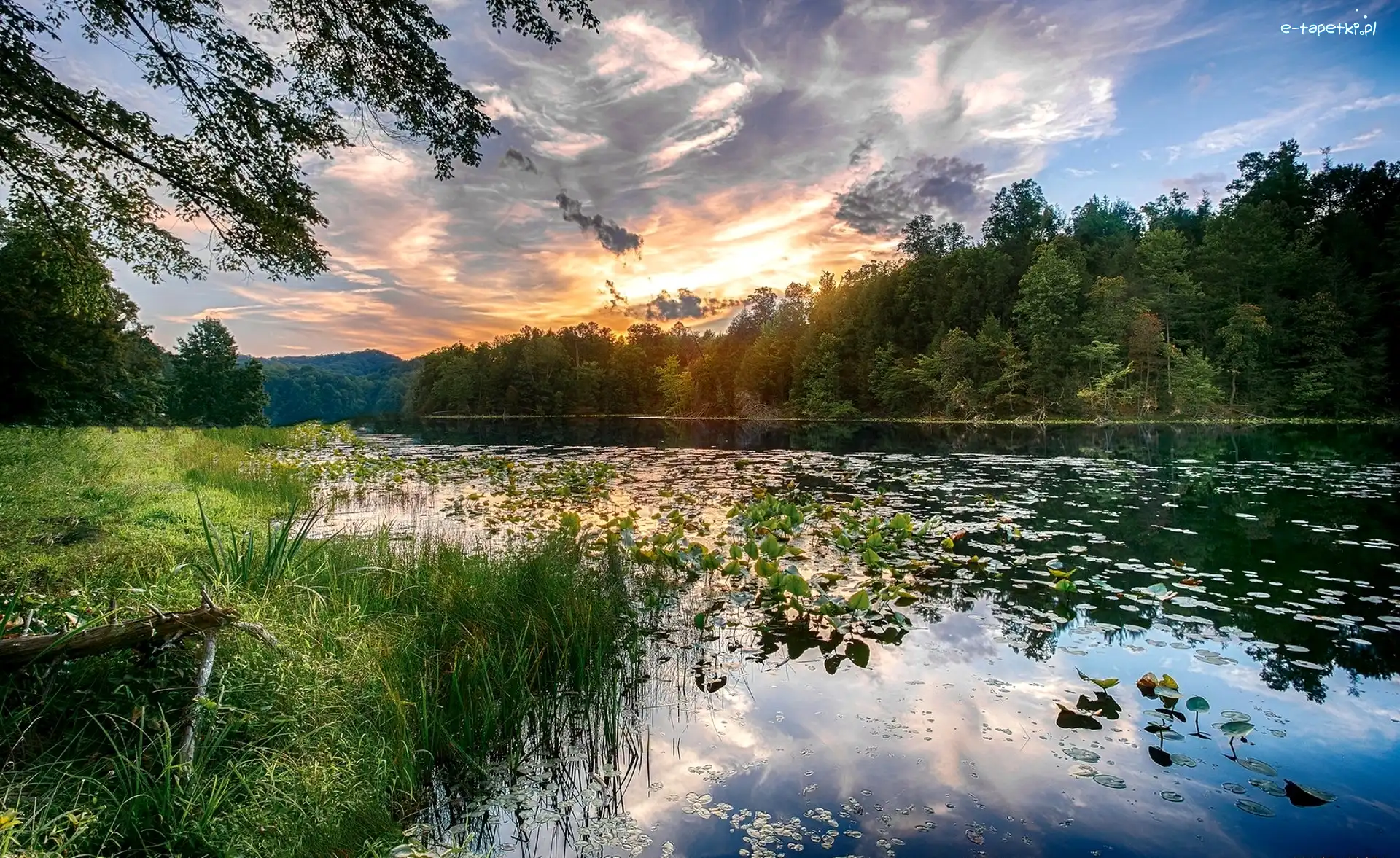 Drzewa, Wschód słońca, Trawy, Rzeka