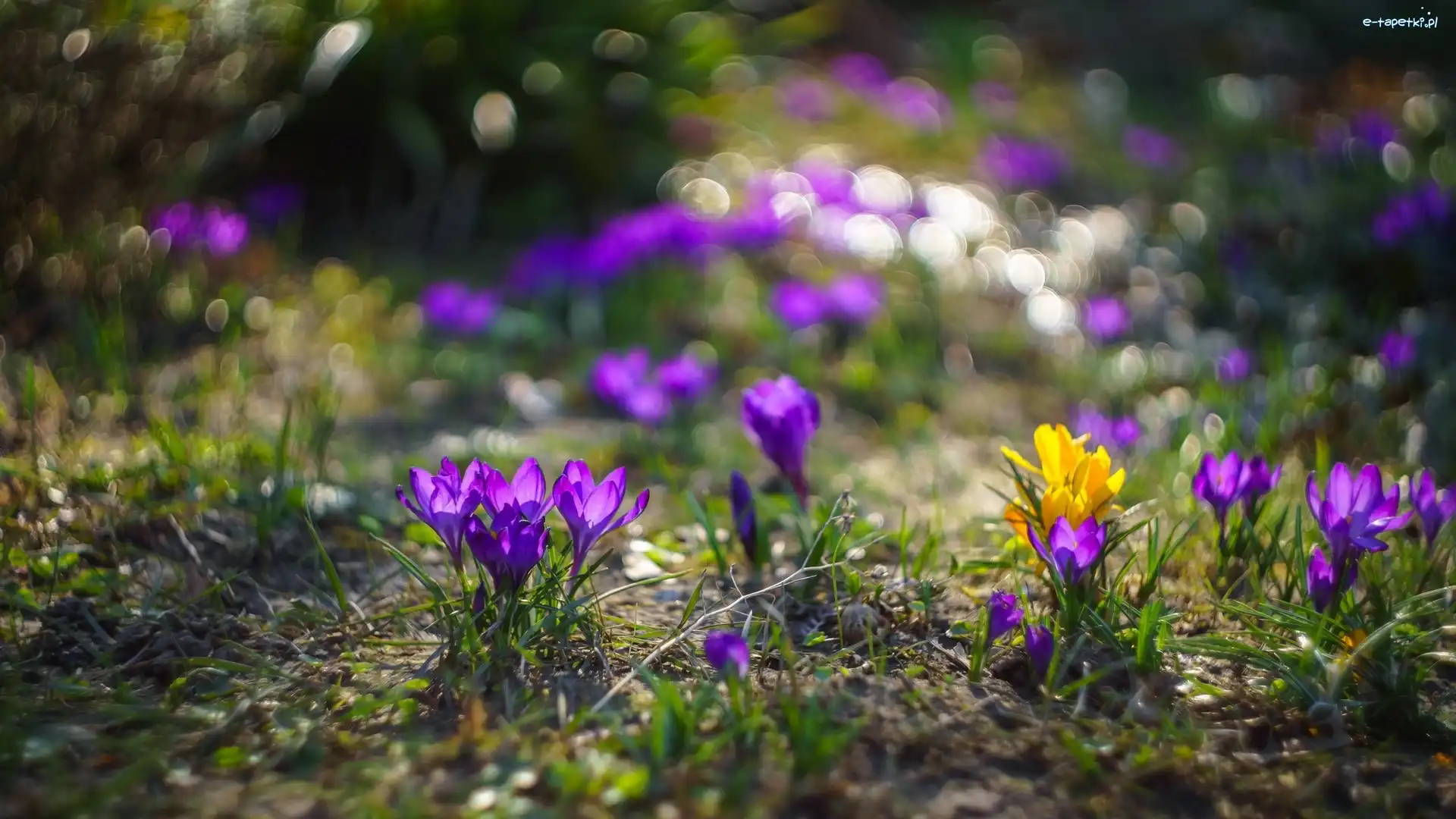 Bokeh, Krokusy, Kwiaty