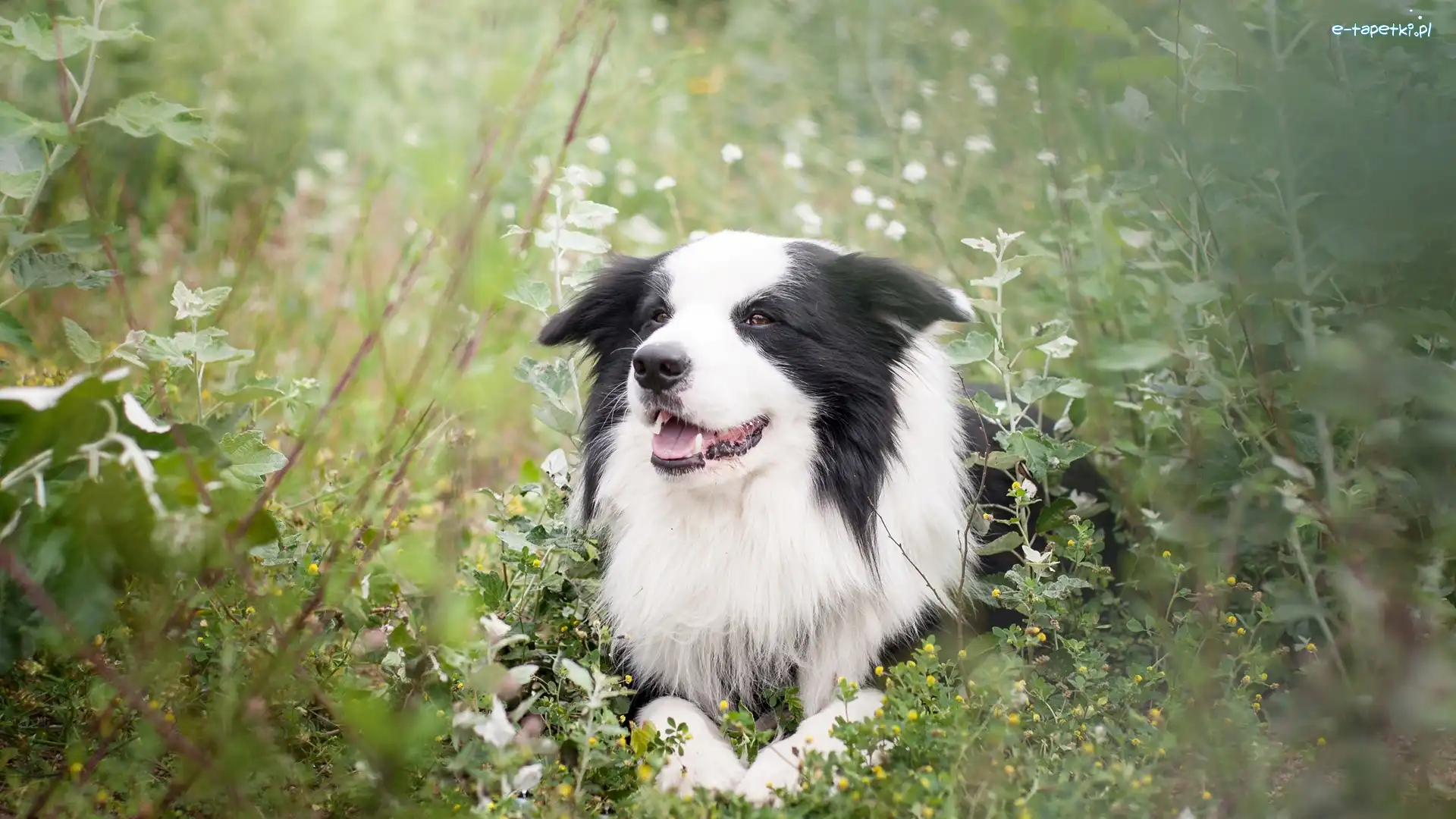 Border collie, Rośliny, Łąka, Pies