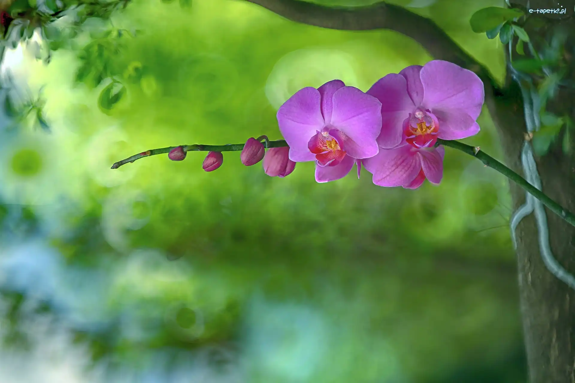 Orchidea, Gałązka, Storczyk, Rozmycie, Pączki