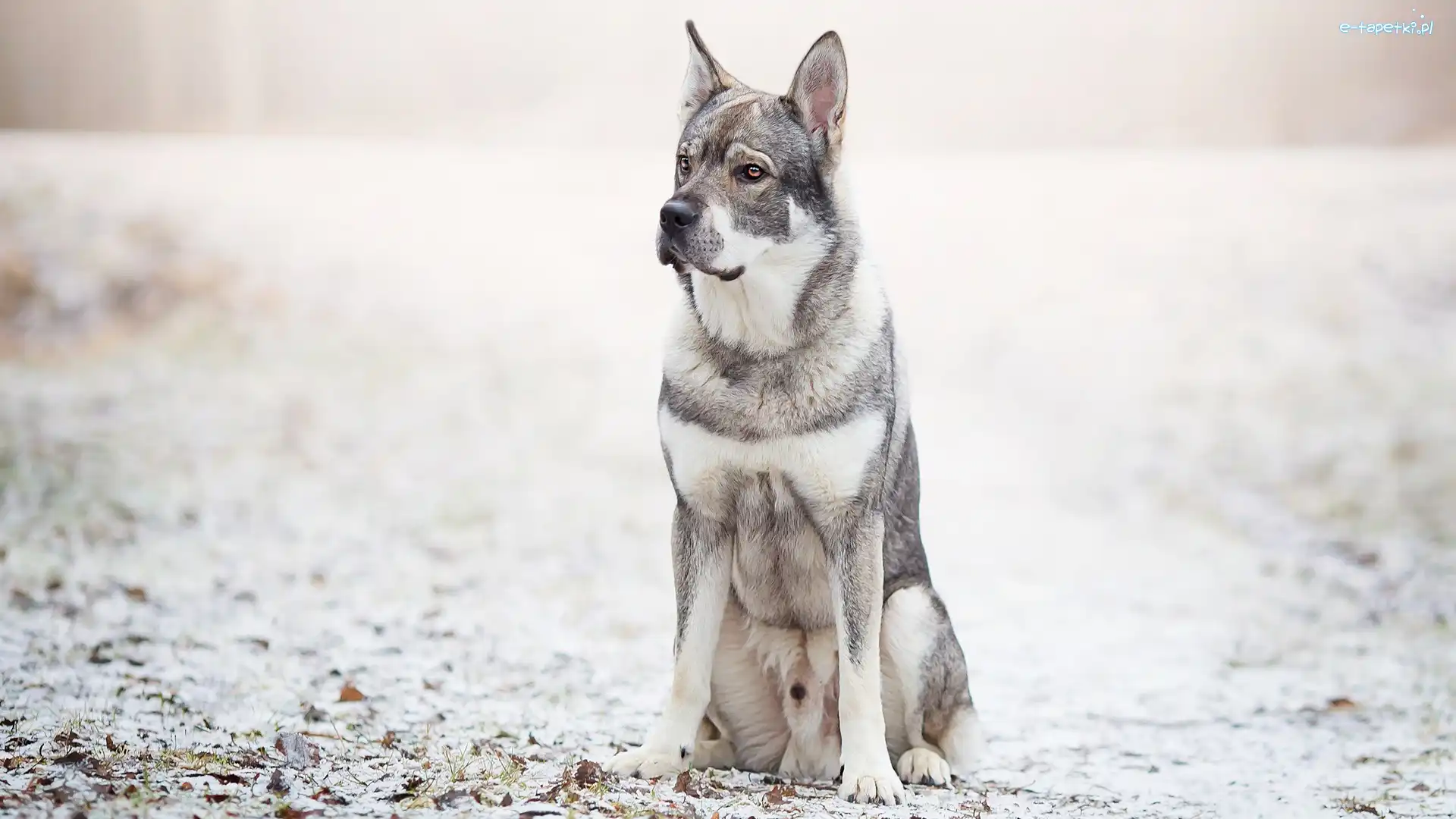 Rozmyte, Liście, Śnieg, Tło, Szwedzki elkhund, Pies