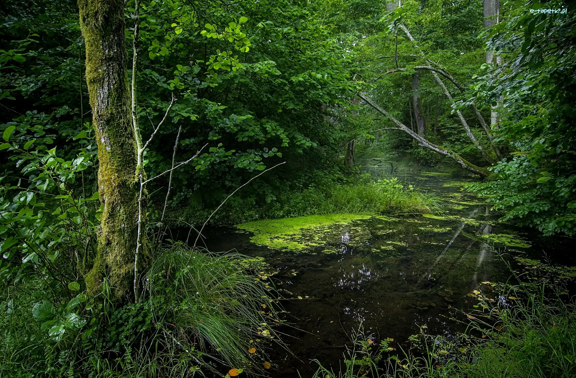 Drzewa, Rośliny, Staw, Las