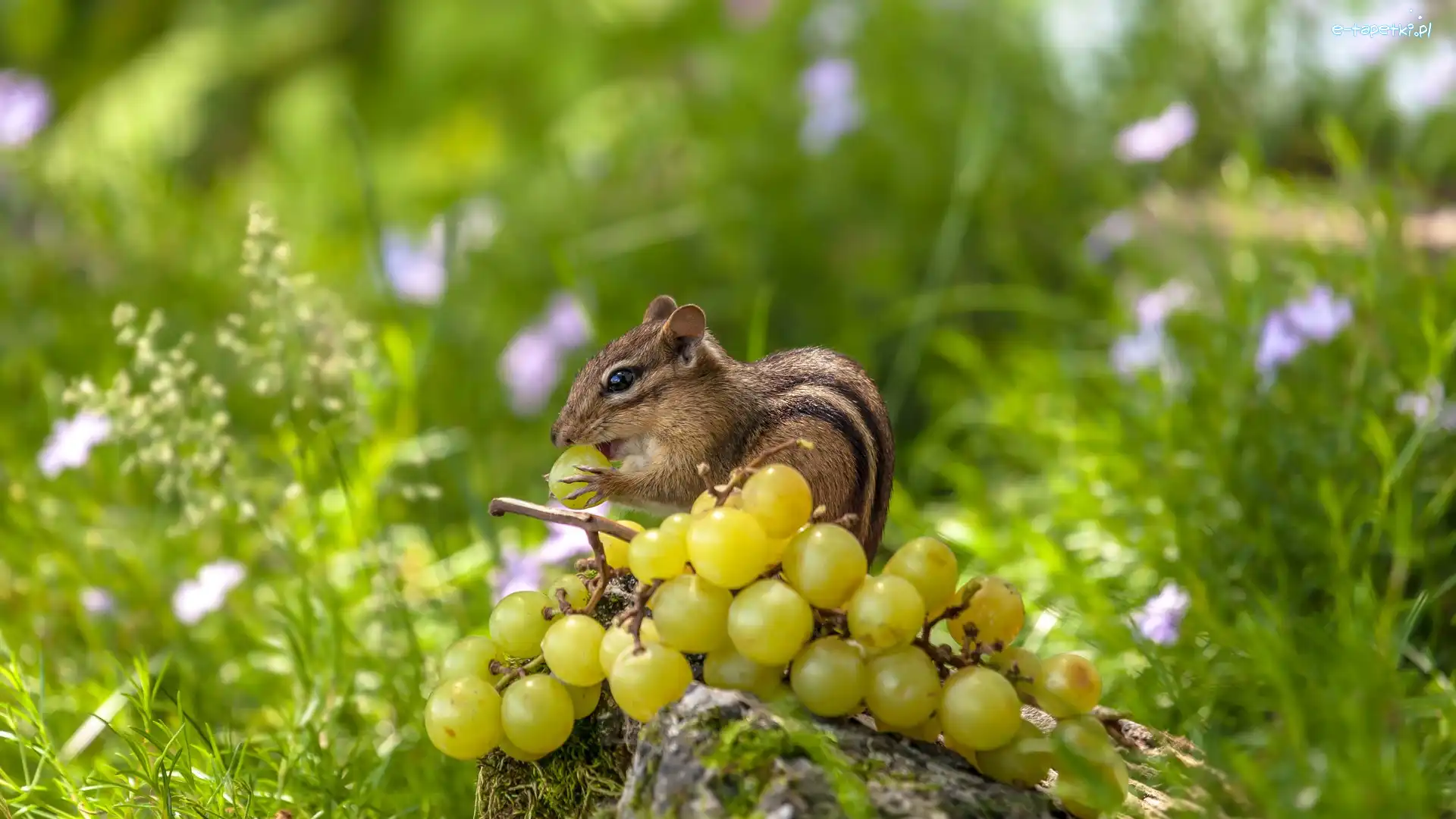 Gałązka, Rośliny, Trawa, Winogrona, Chipmunk, Pręgowiec amerykański