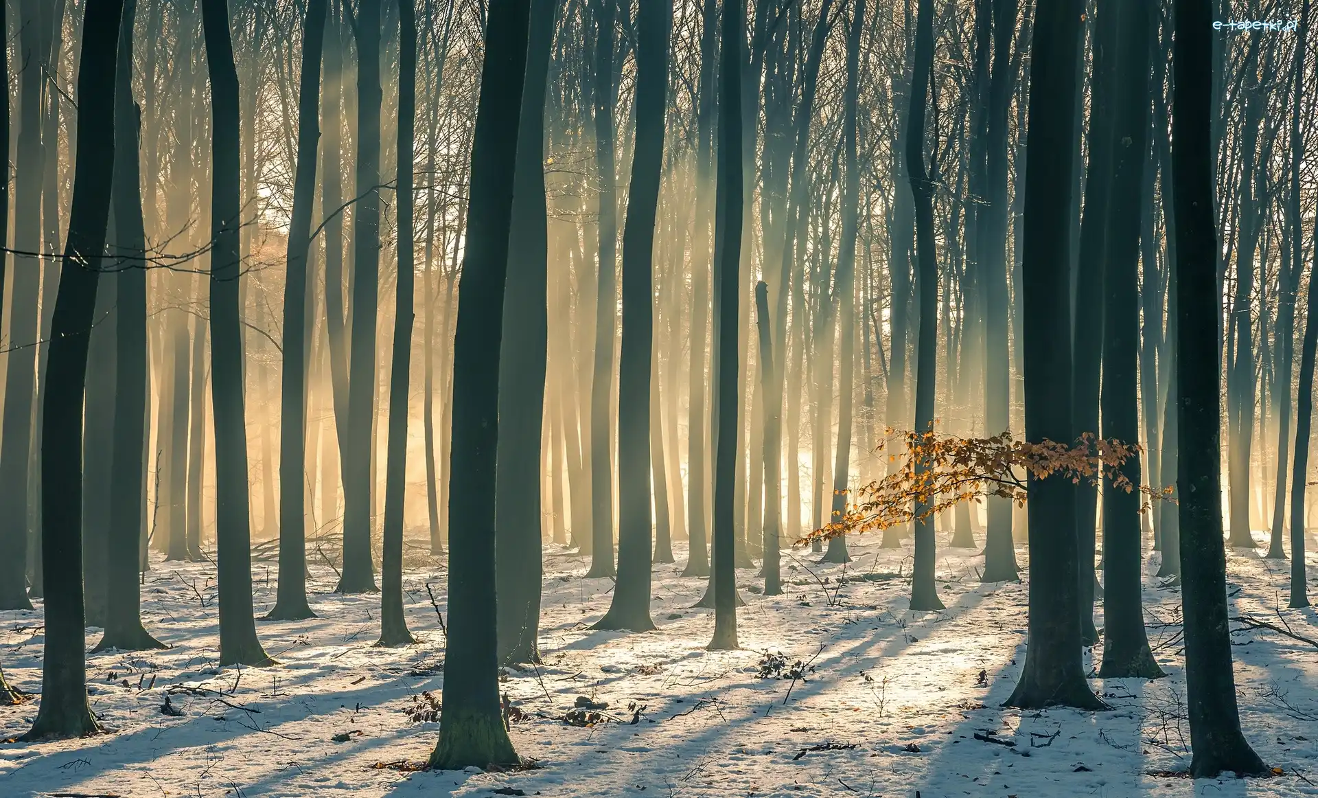 Drzewa, Przebijające światło, Śnieg, Las