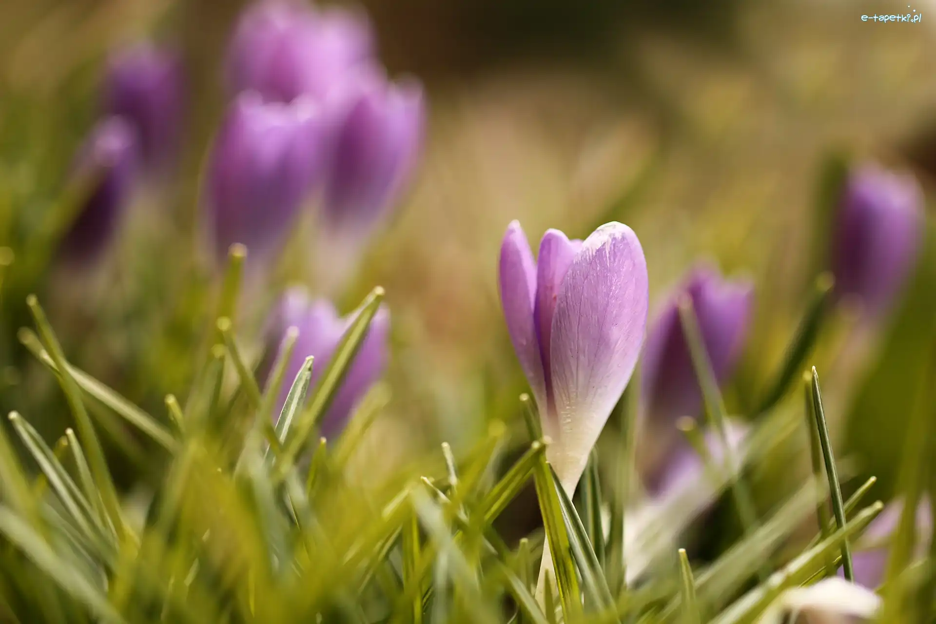 Kwiaty, Fioletowe, Krokus