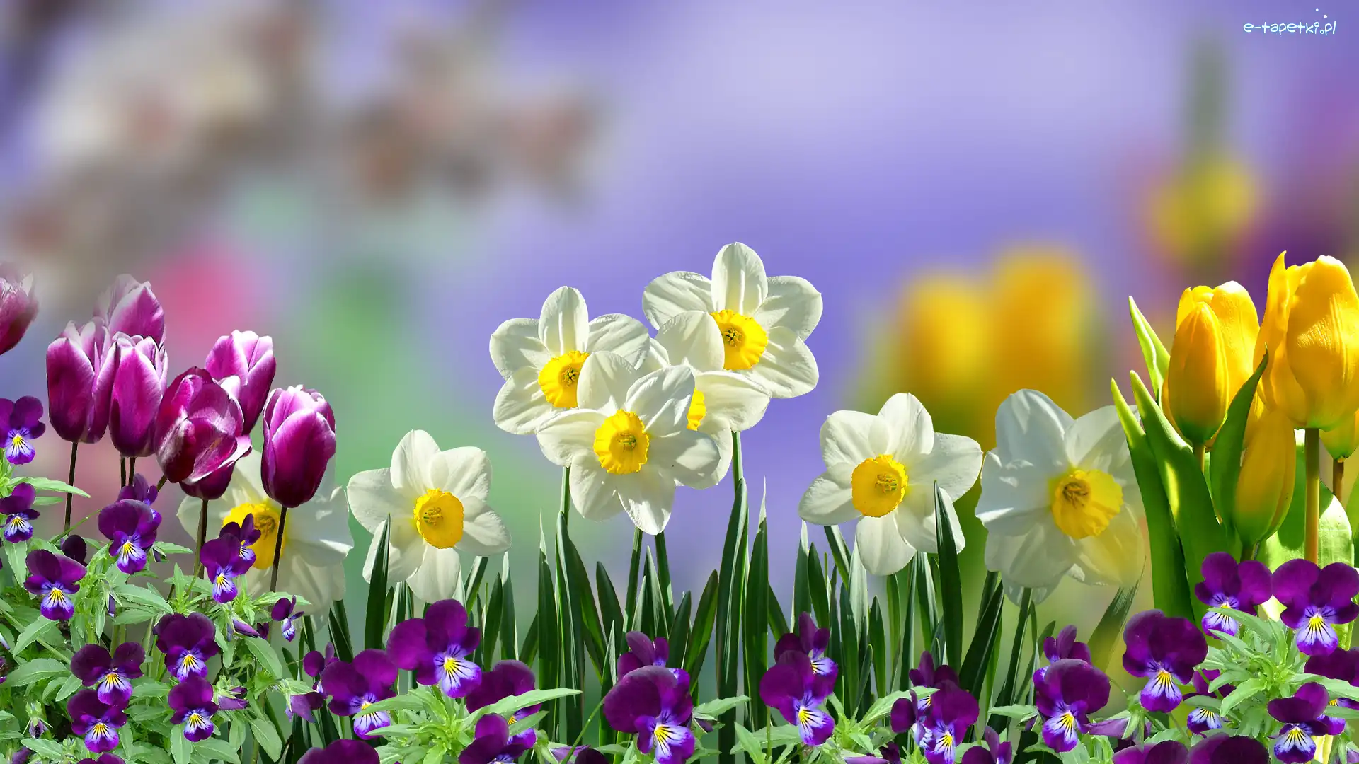 Narcyzy, Bratki y, Tulipany, Kwiaty