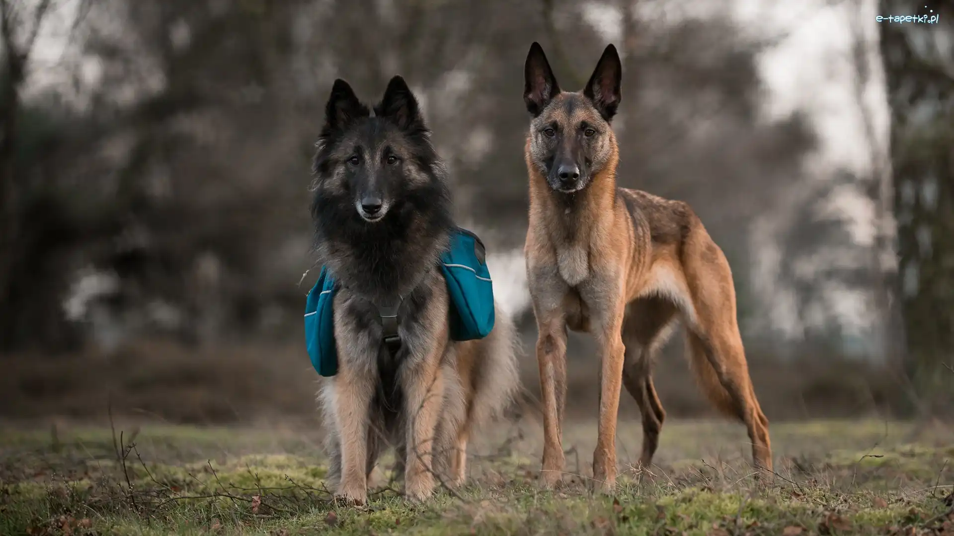 Psy, Owczarek belgijski Malinois, Owczarek belgijski Tervueren, Dwa