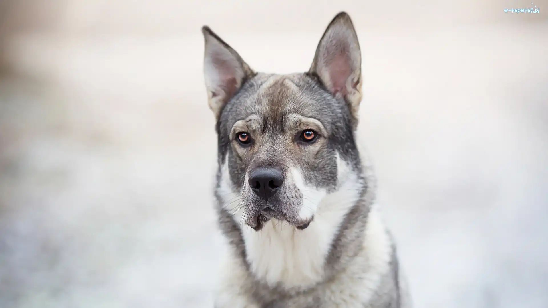 Mordka, Elkhund, Pies