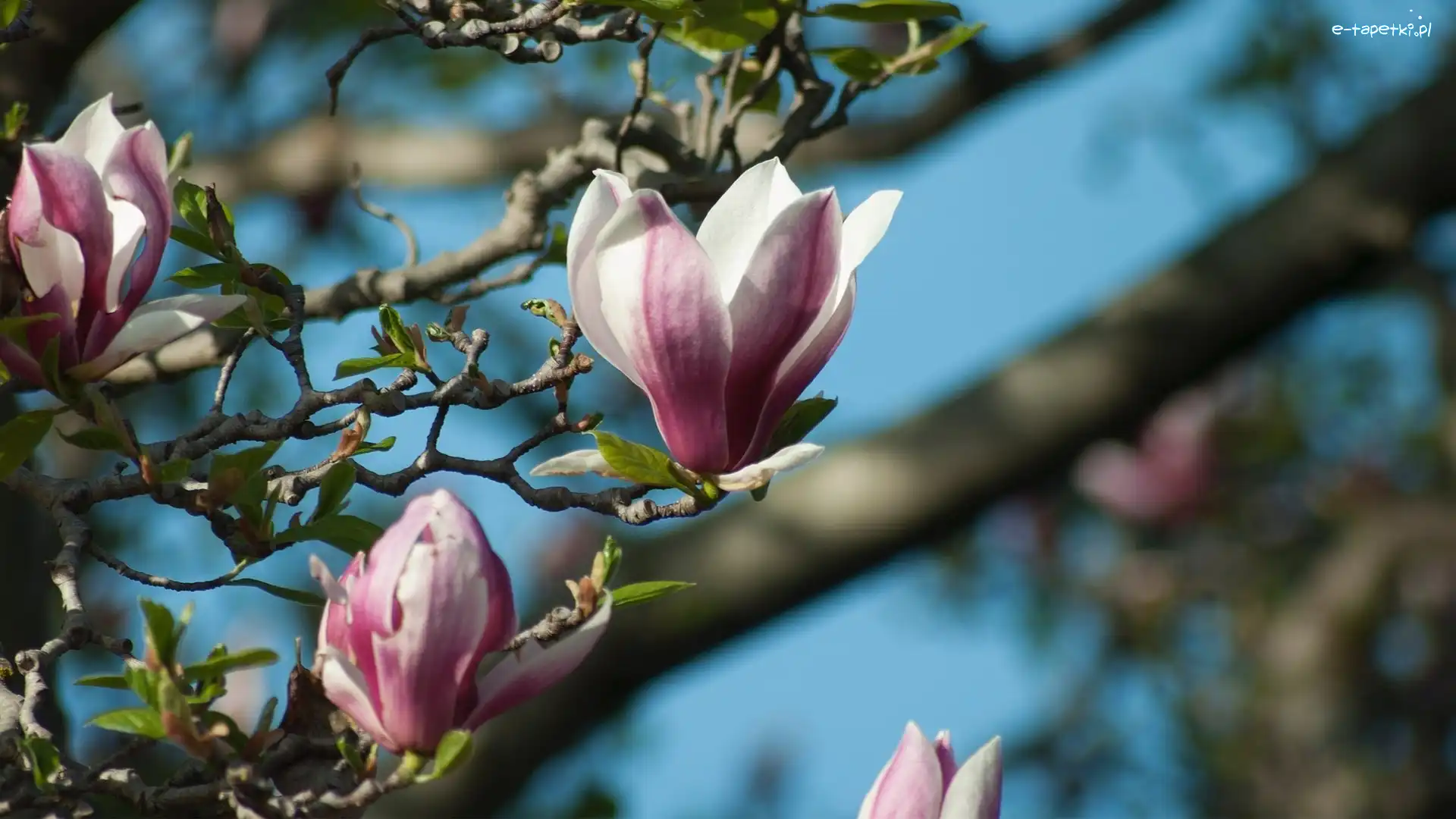 Kwiaty, Gałązki, Magnolia