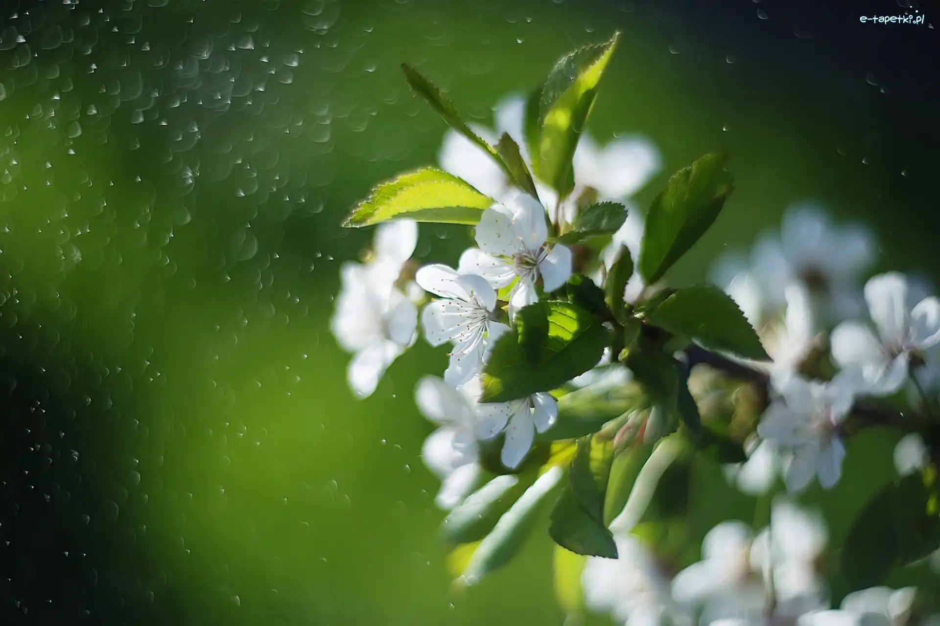 Gałązka, Drzewo owocowe, Kwiaty, Bokeh, Wiosna