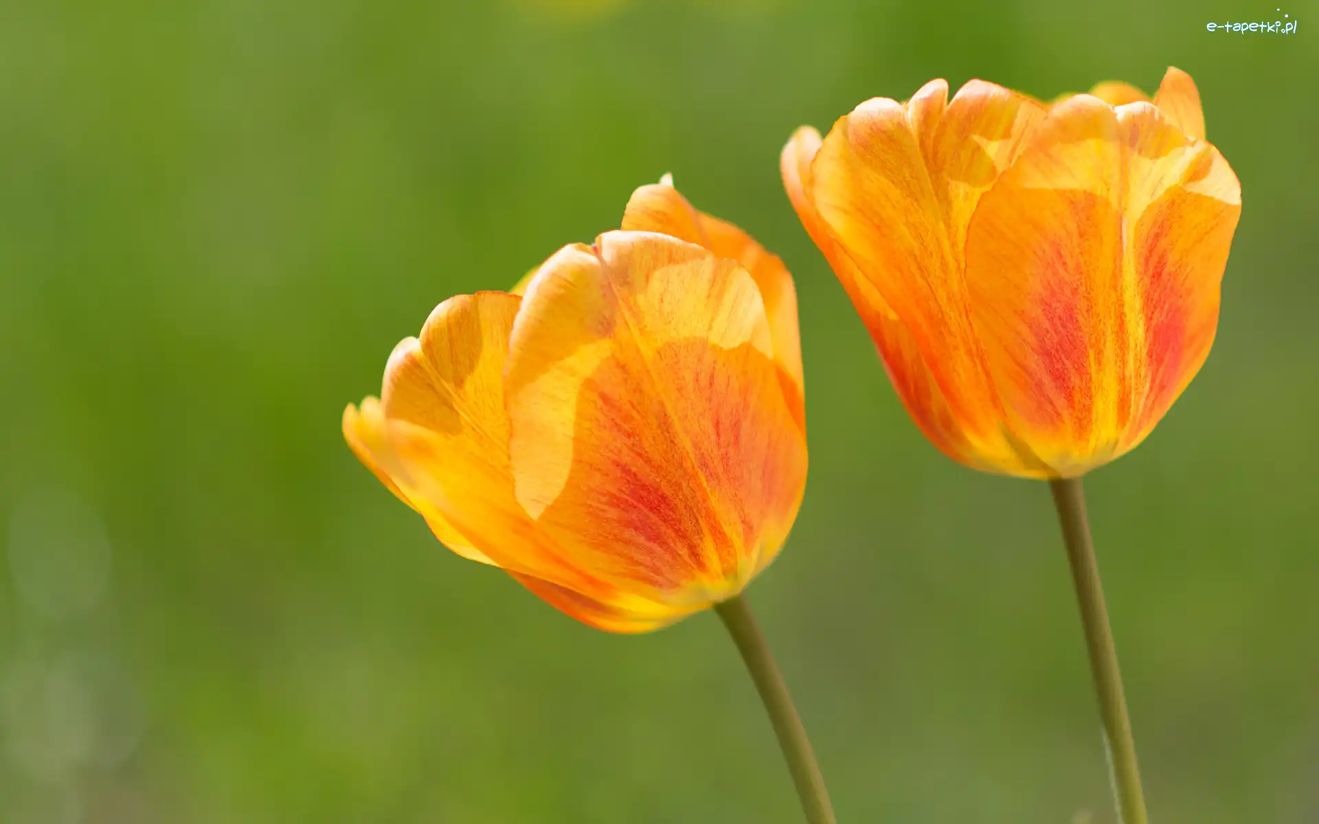 Dwa, Pomarańczowe, Tulipany, Kwiaty