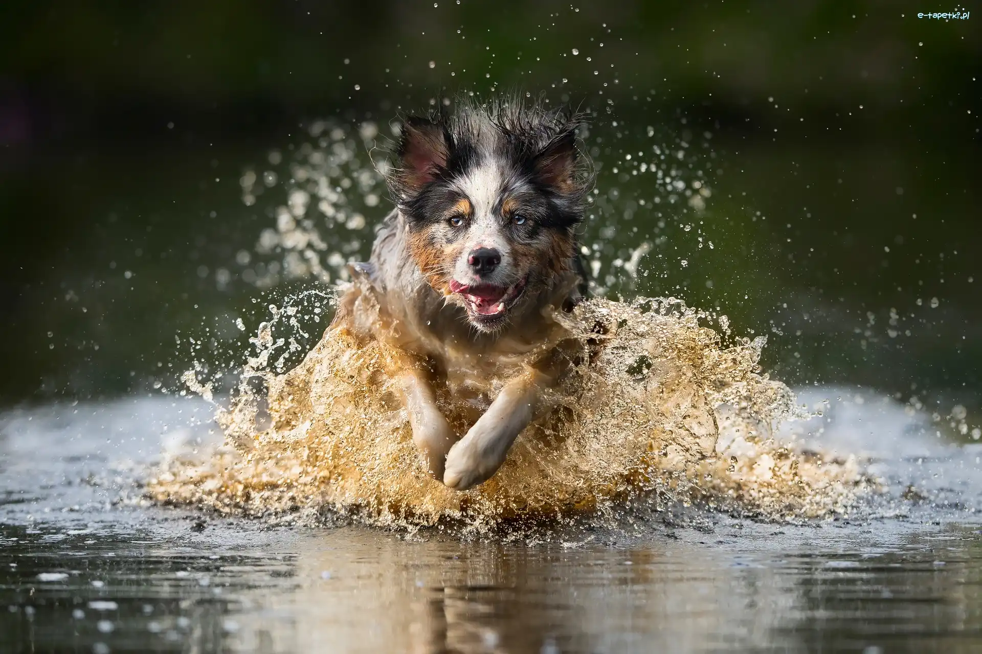 Pies, Woda, Border collie, Biegnący