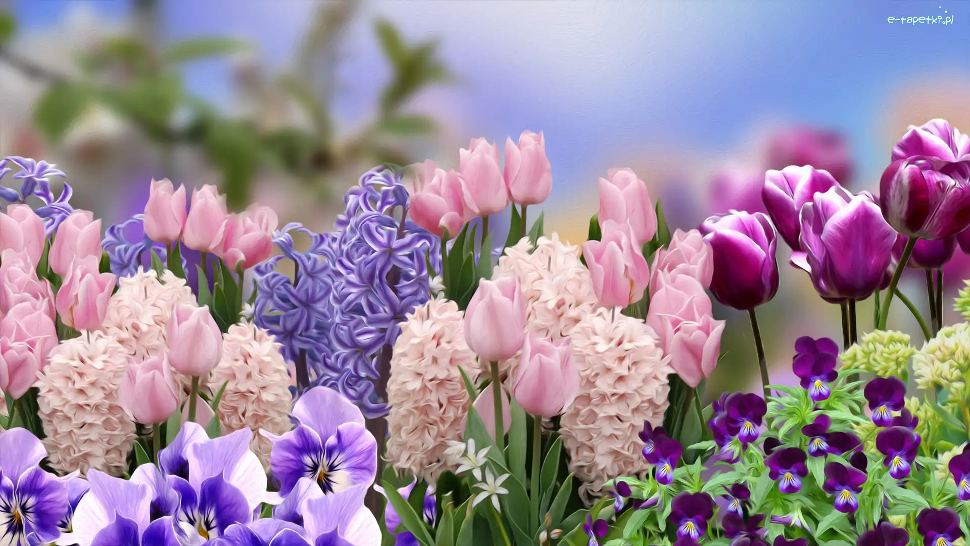 Kwiaty, Hiacynty, Tulipany, Grafika, Bratki
