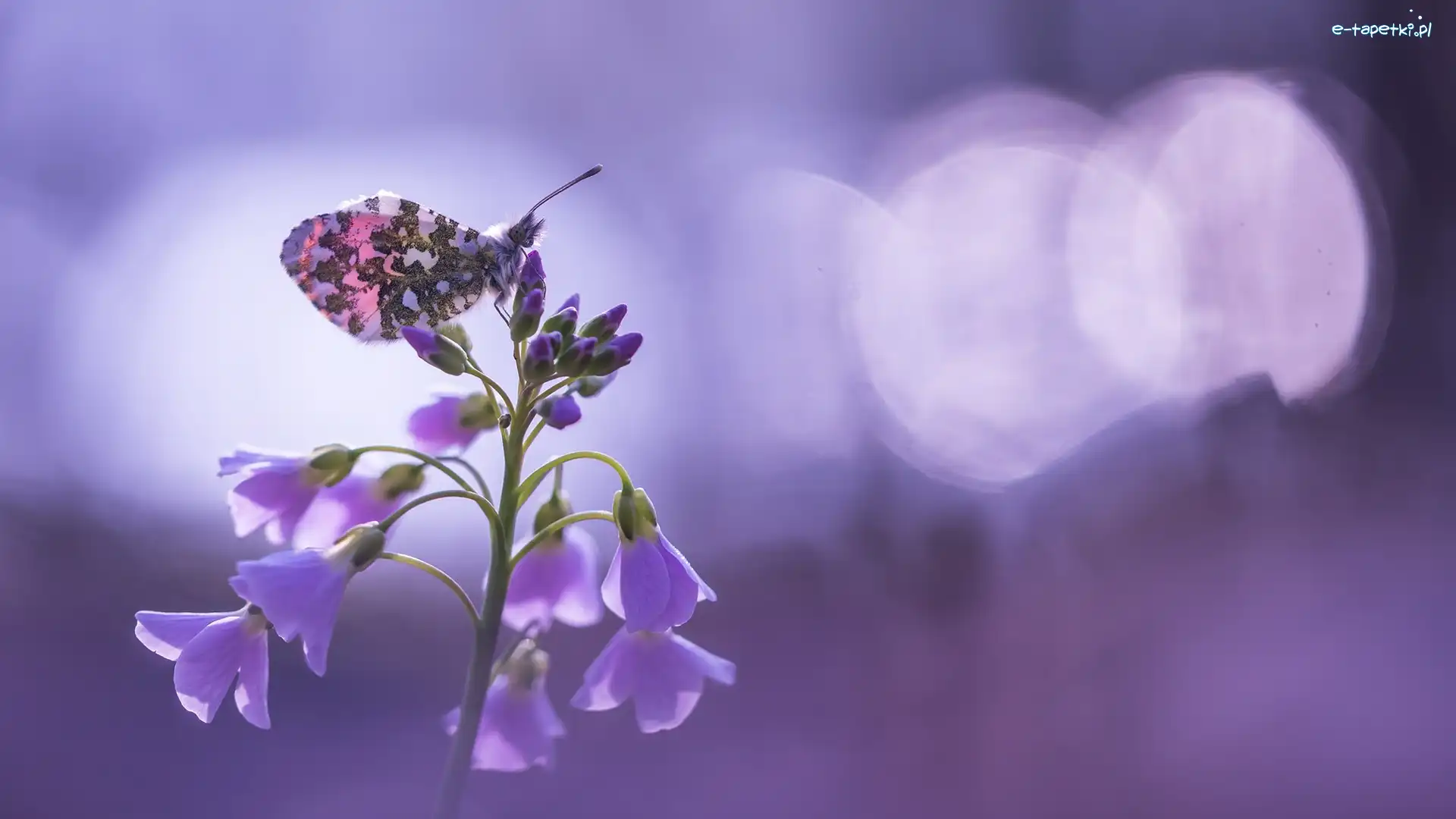 Motyl, Rzeżucha łąkowa, Cardamine, Zorzynek rzeżuchowiec, Kwiatki, Fioletowe