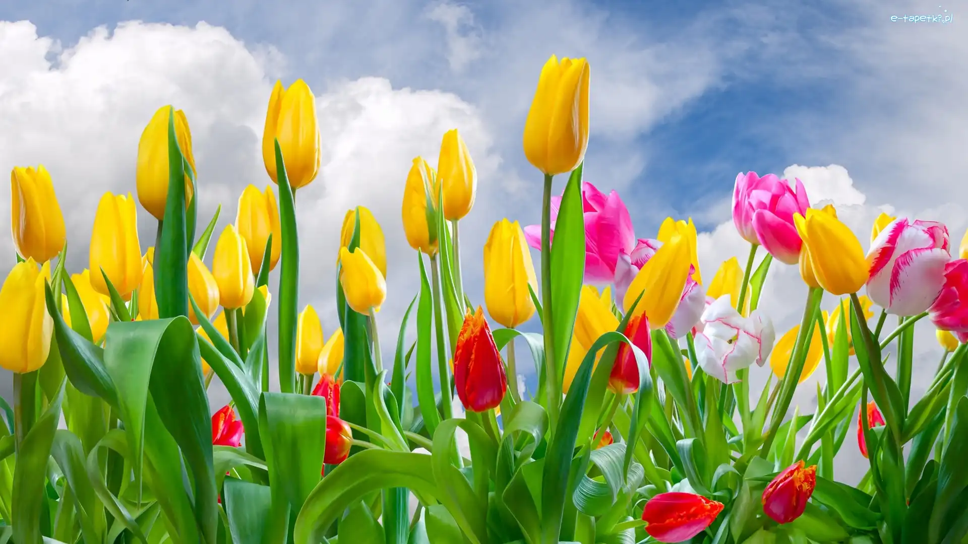 Tulipany, Chmury, Niebo, Kolorowe