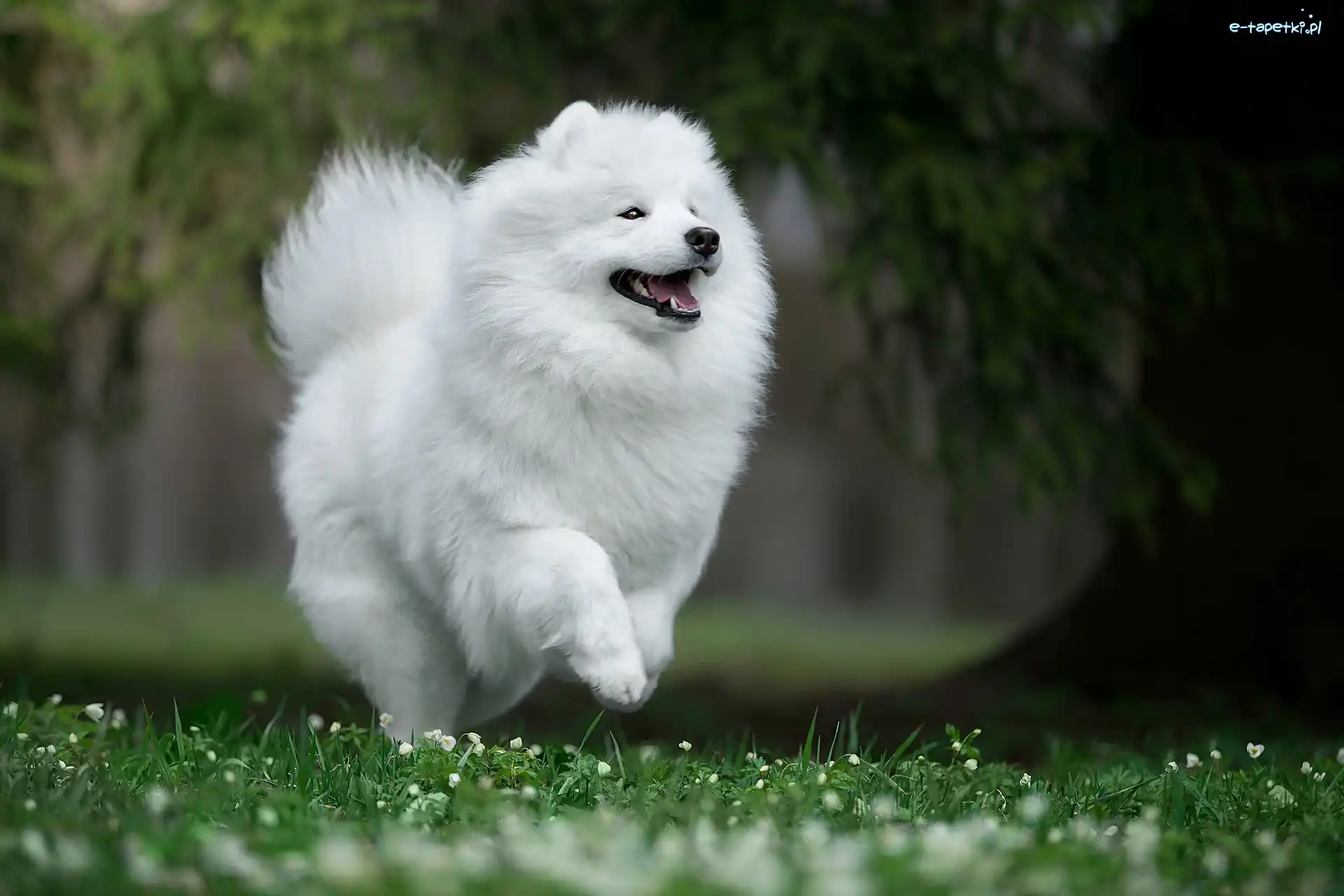Biały, Samojed, Biegnący, Kwiatki, Trawa