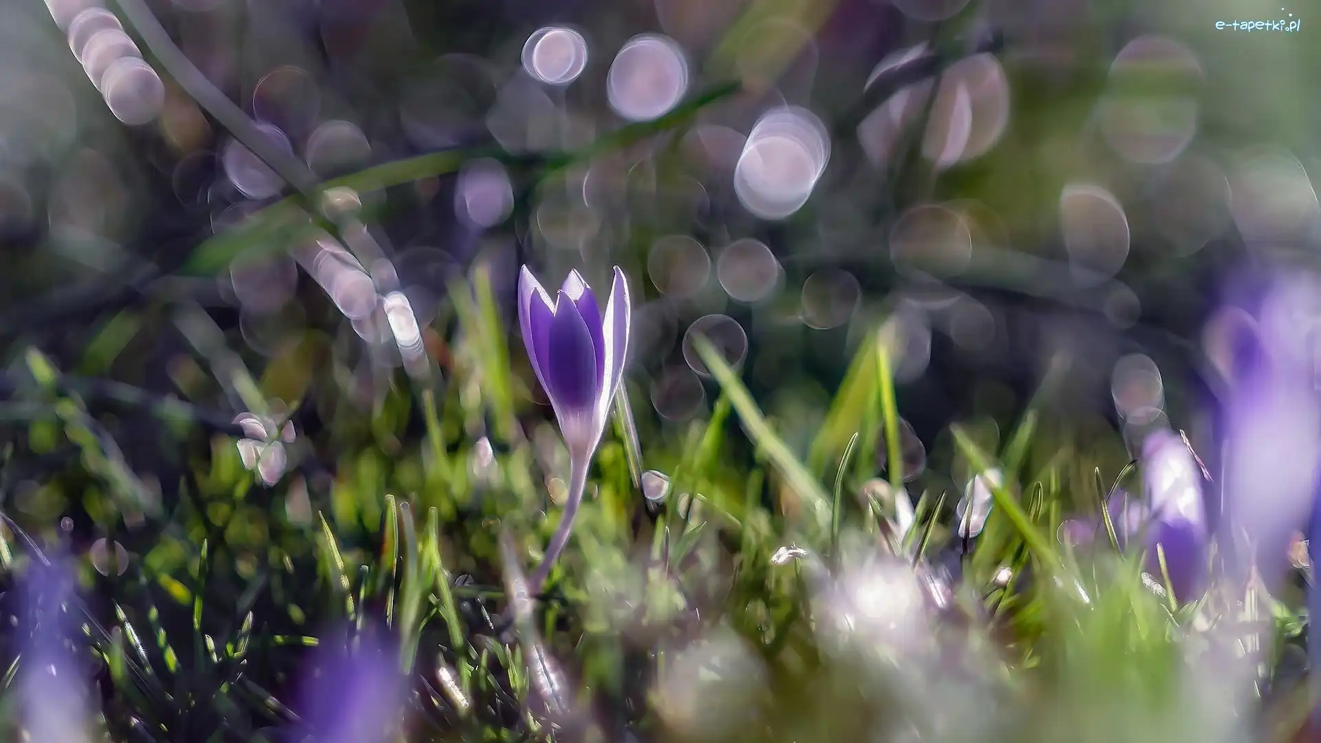 Krokus, Bokeh, Rośliny, Kwiat