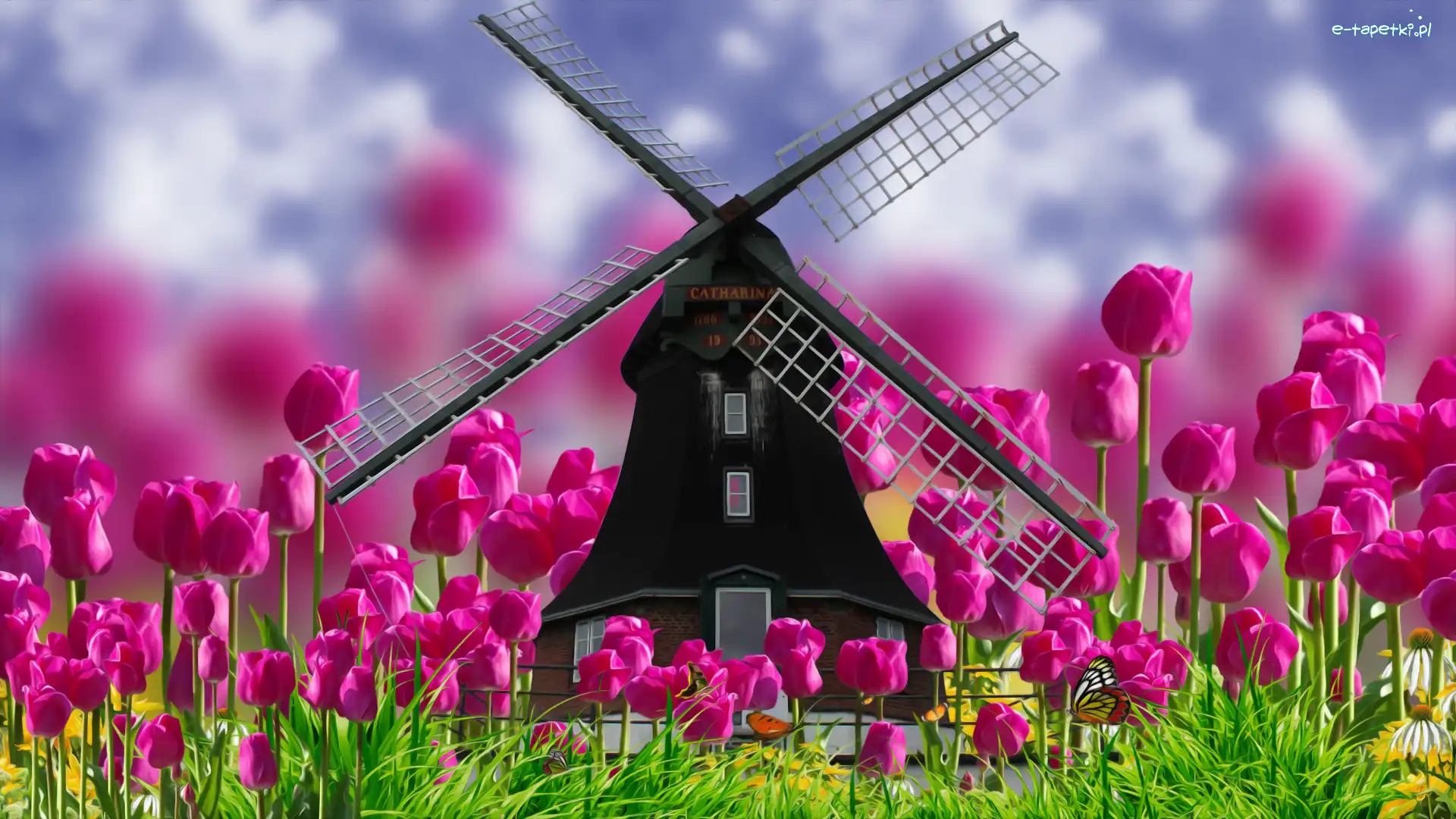 Tulipany, 2D, Wiatrak, Wiosna