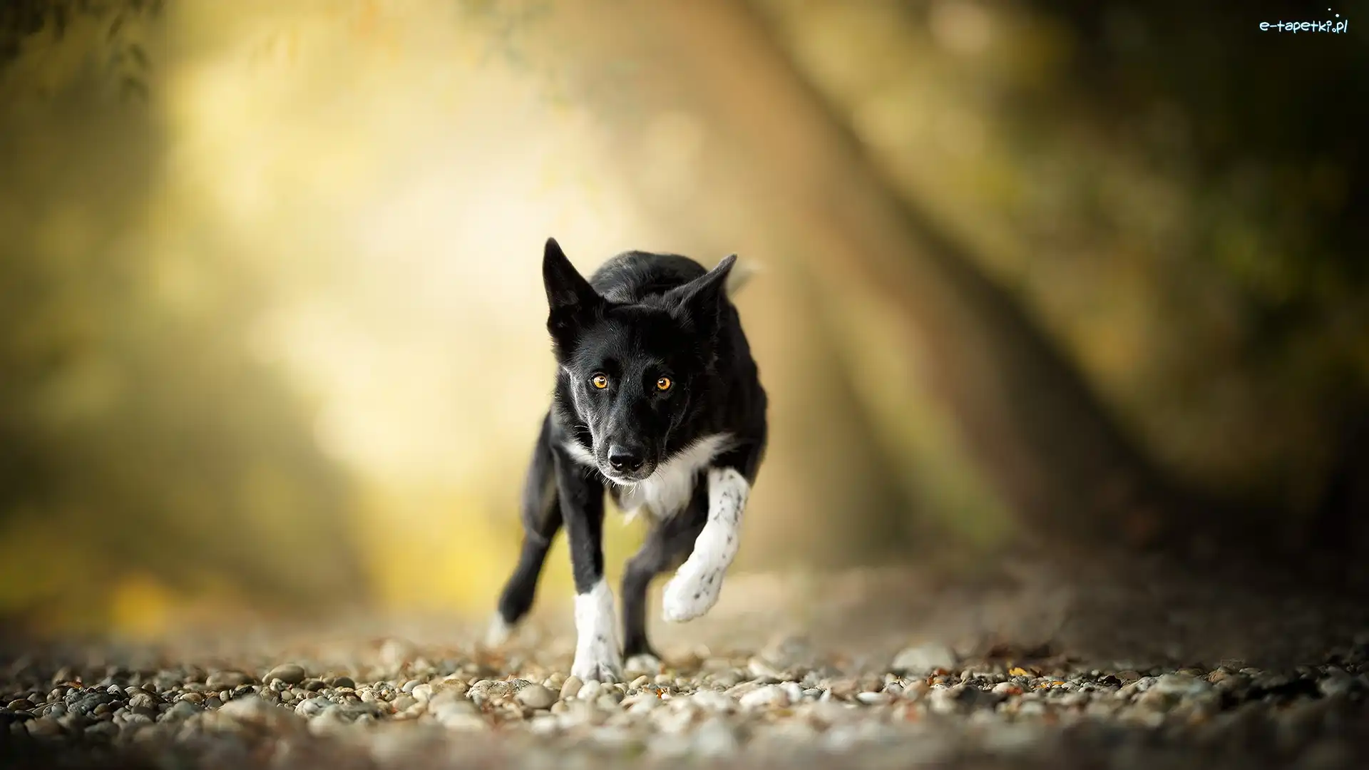 Rozmyte, Border collie, Kamienie, Tło, Biegnący, Pies
