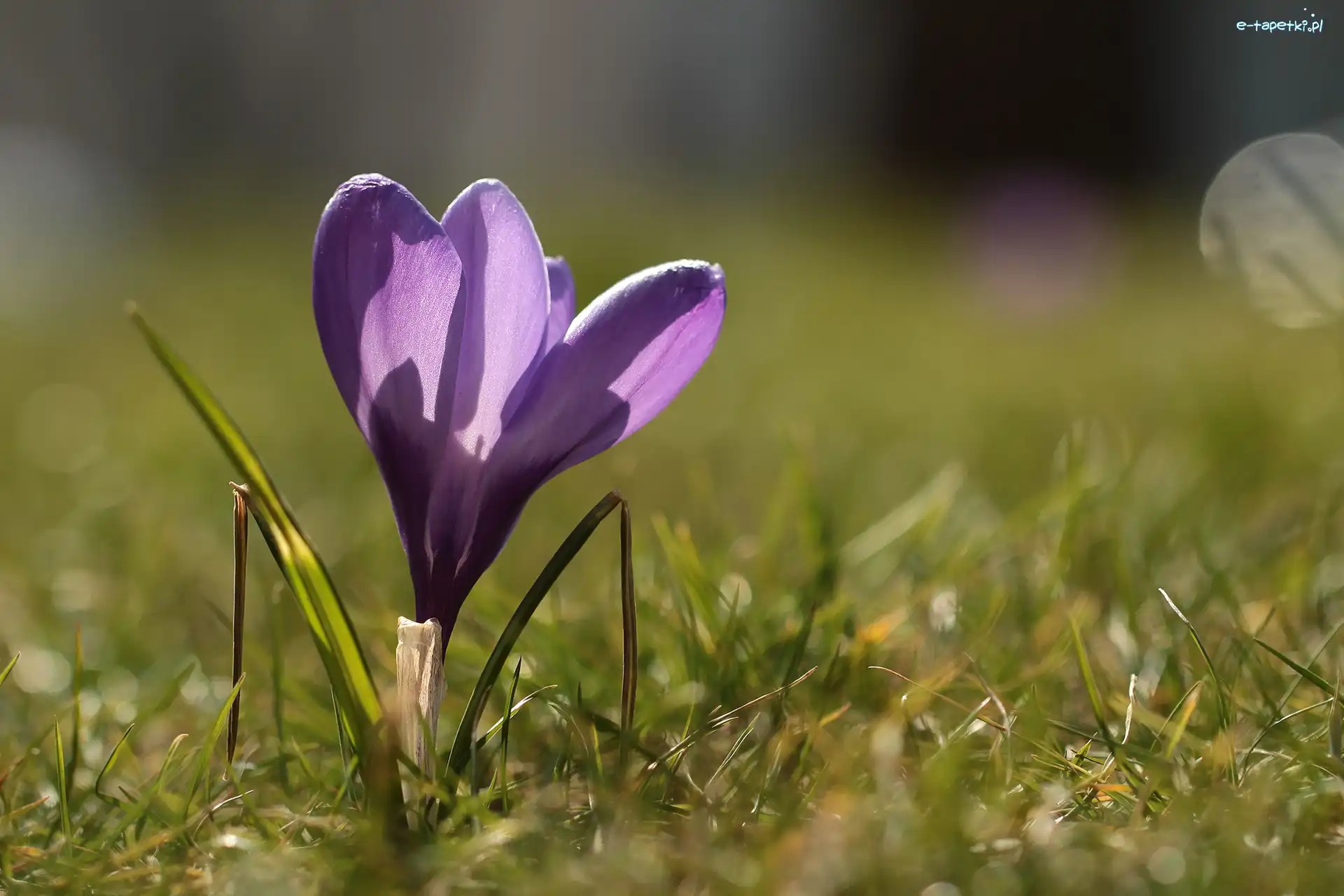 Krokus, Liliowy