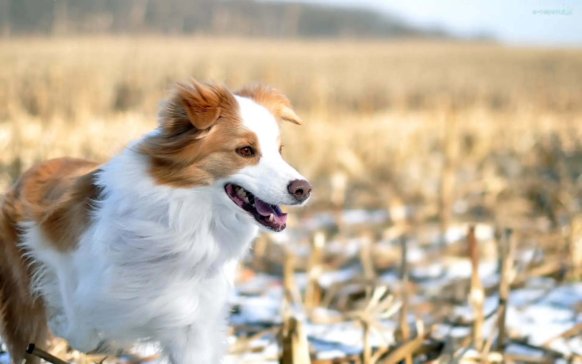 Border collie, Biało-brązowy, Pies