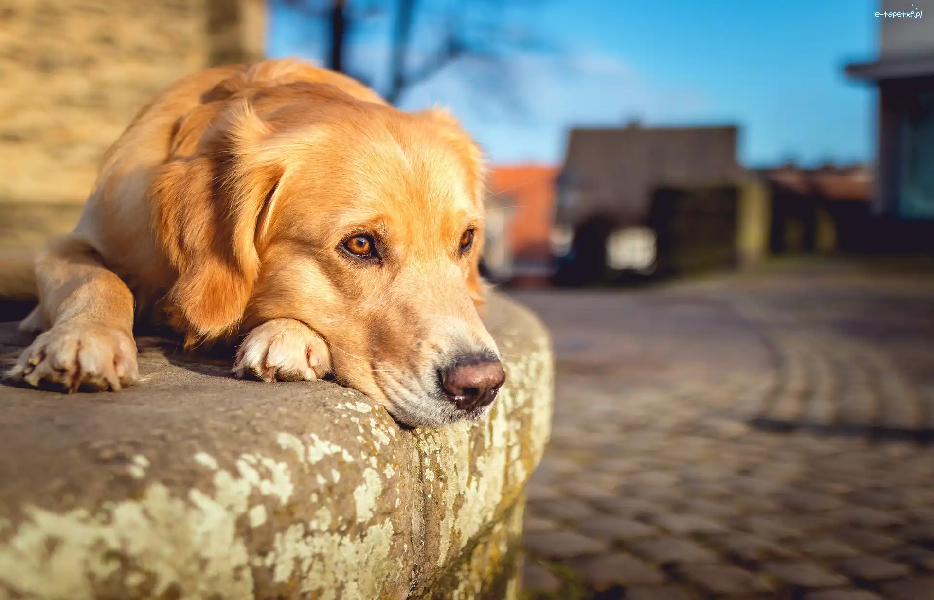 Krawężnik, Labrador retriever, Leżący