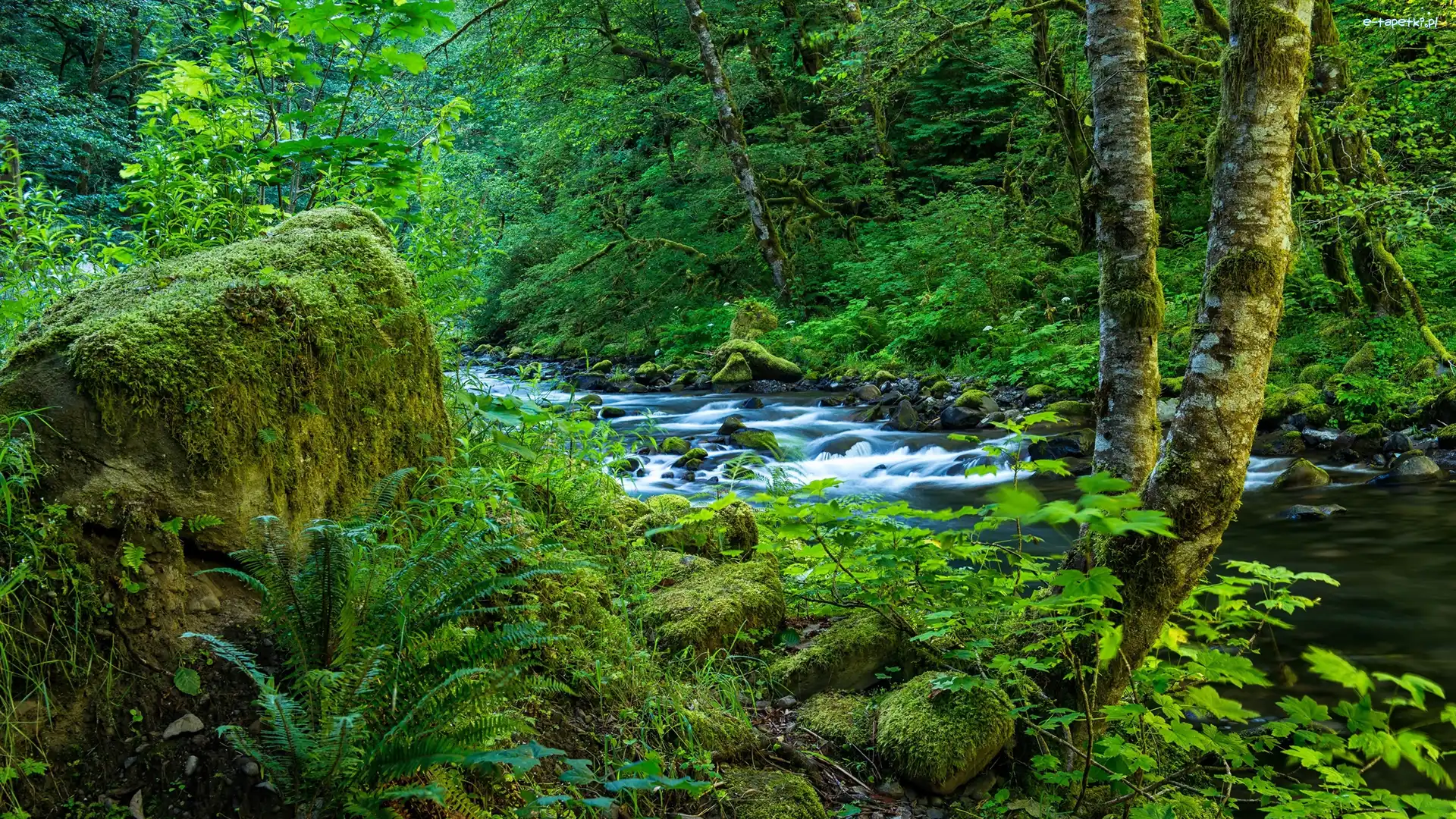 Las, Kanion Columbia River Gorge, Strumień wodospadu Wahclella, Rzeka, Oregon, Stany Zjednoczone