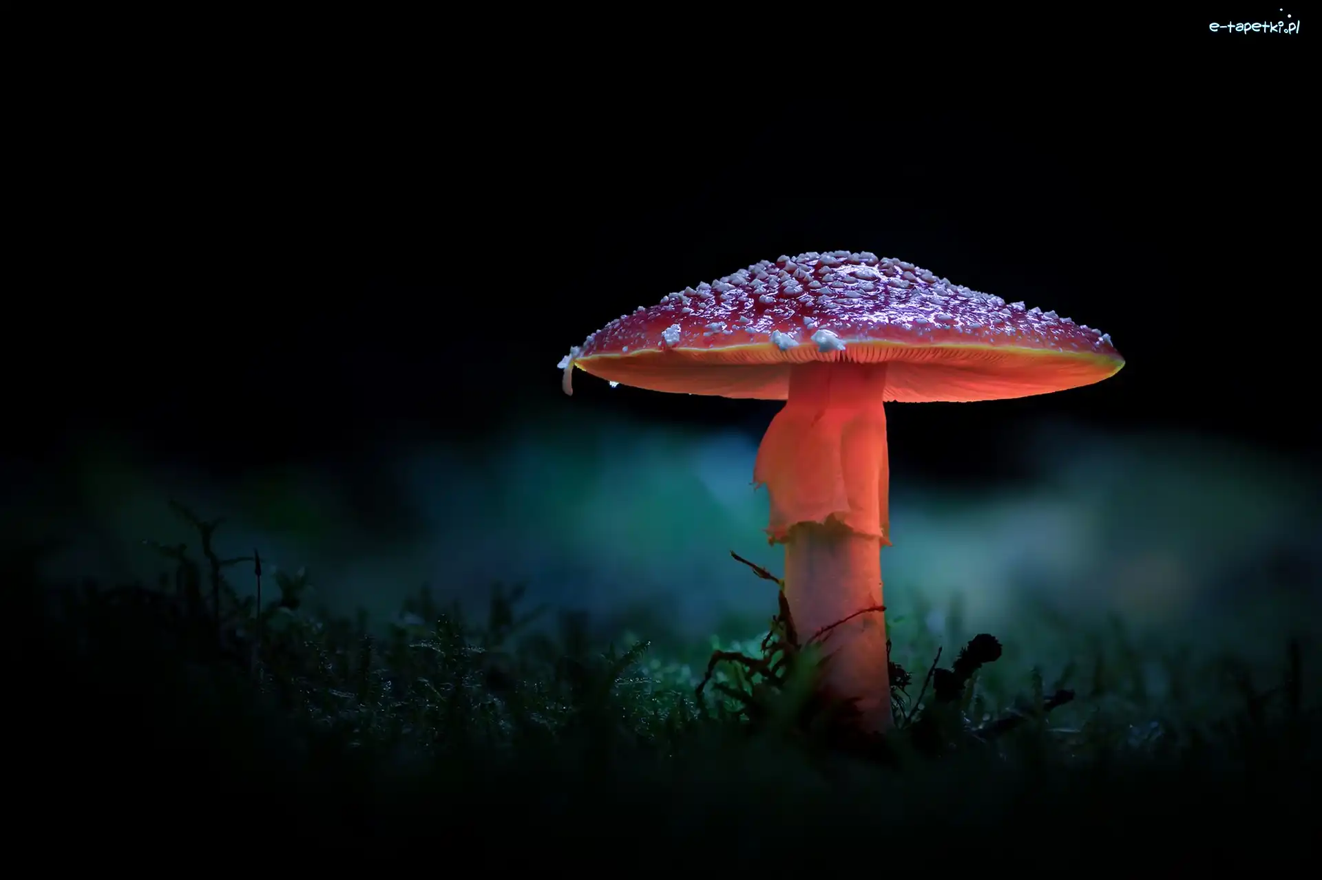 Grzyb, Ciemne Tło, Muchomor, Rozświetlony