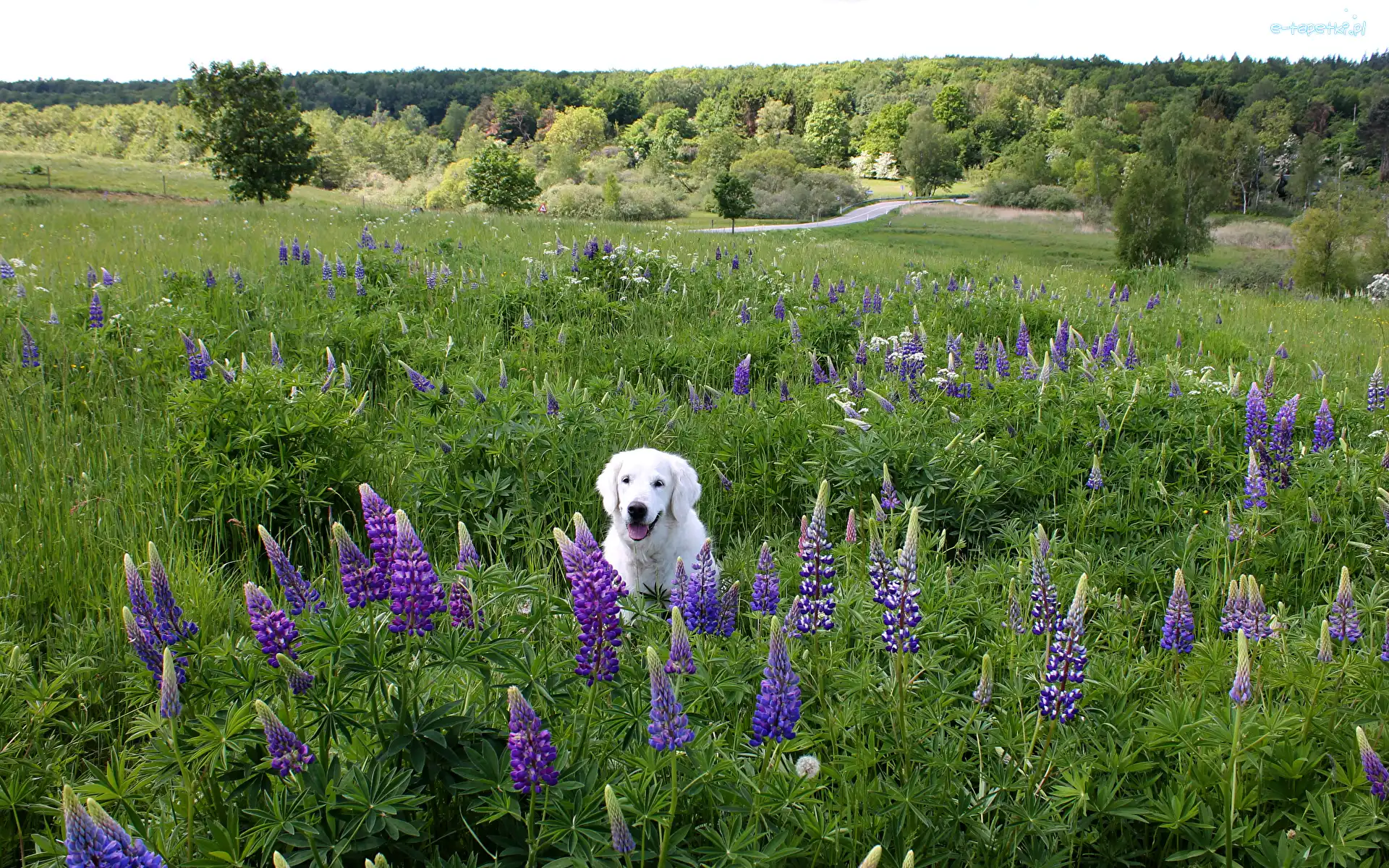Łubin, Labrador retriever, Łąka, Drzewa, Biały, Pies