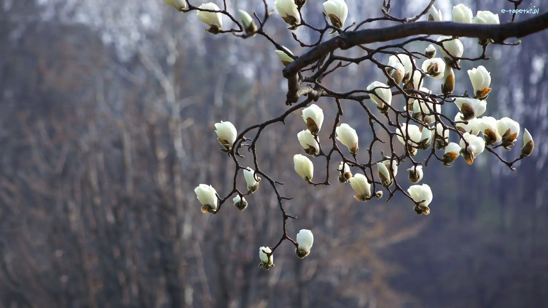 Magnolia, Gałązka, Kwiaty