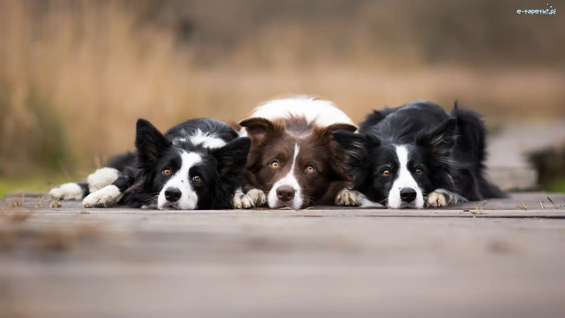 Border collie, Tło, Rozmyte, Psy