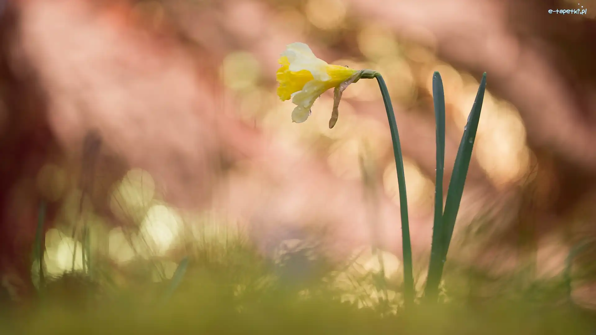 Bokeh, Narcyz żonkil, Kwiaty