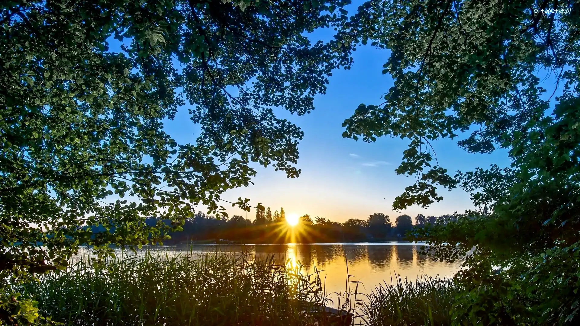 Promienie słońca, Trawy, Drzewa, Jezioro