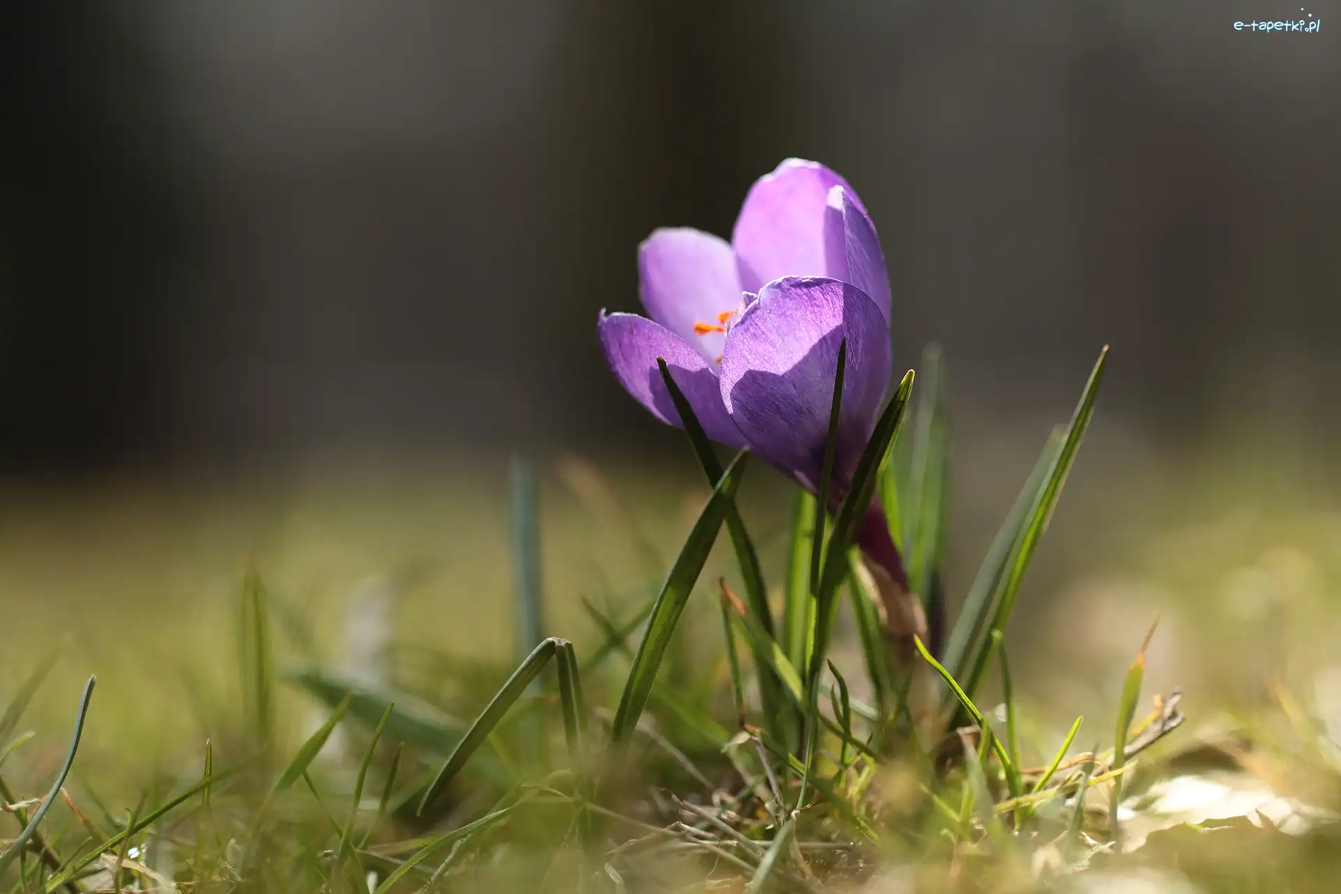 Fioletowy, Trawa, Kwiat, Krokus