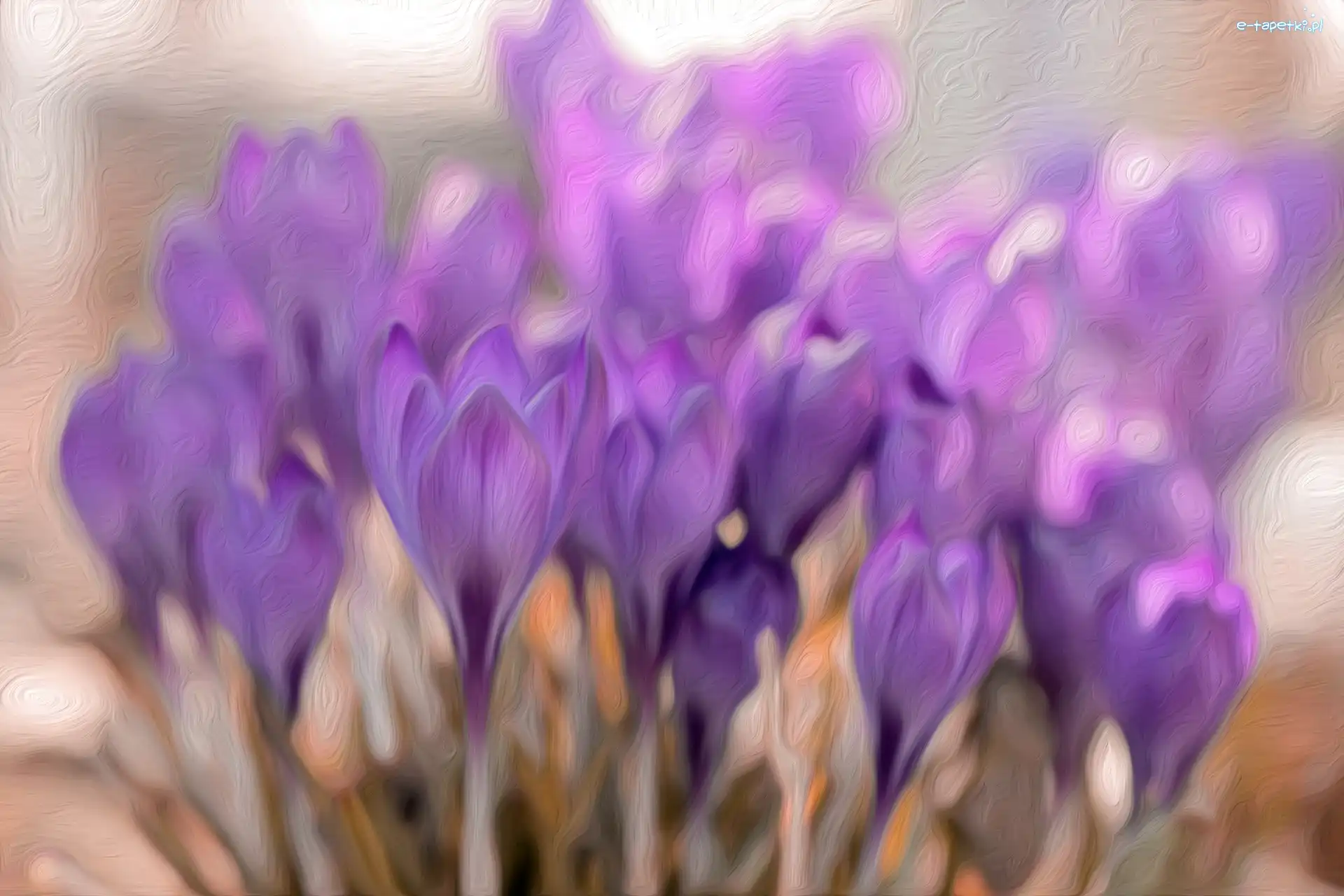 Grafika, Krokusy