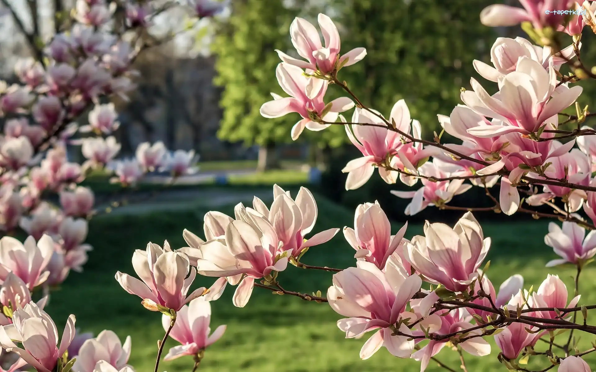 Wiosna, Magnolia, Kwitnąca