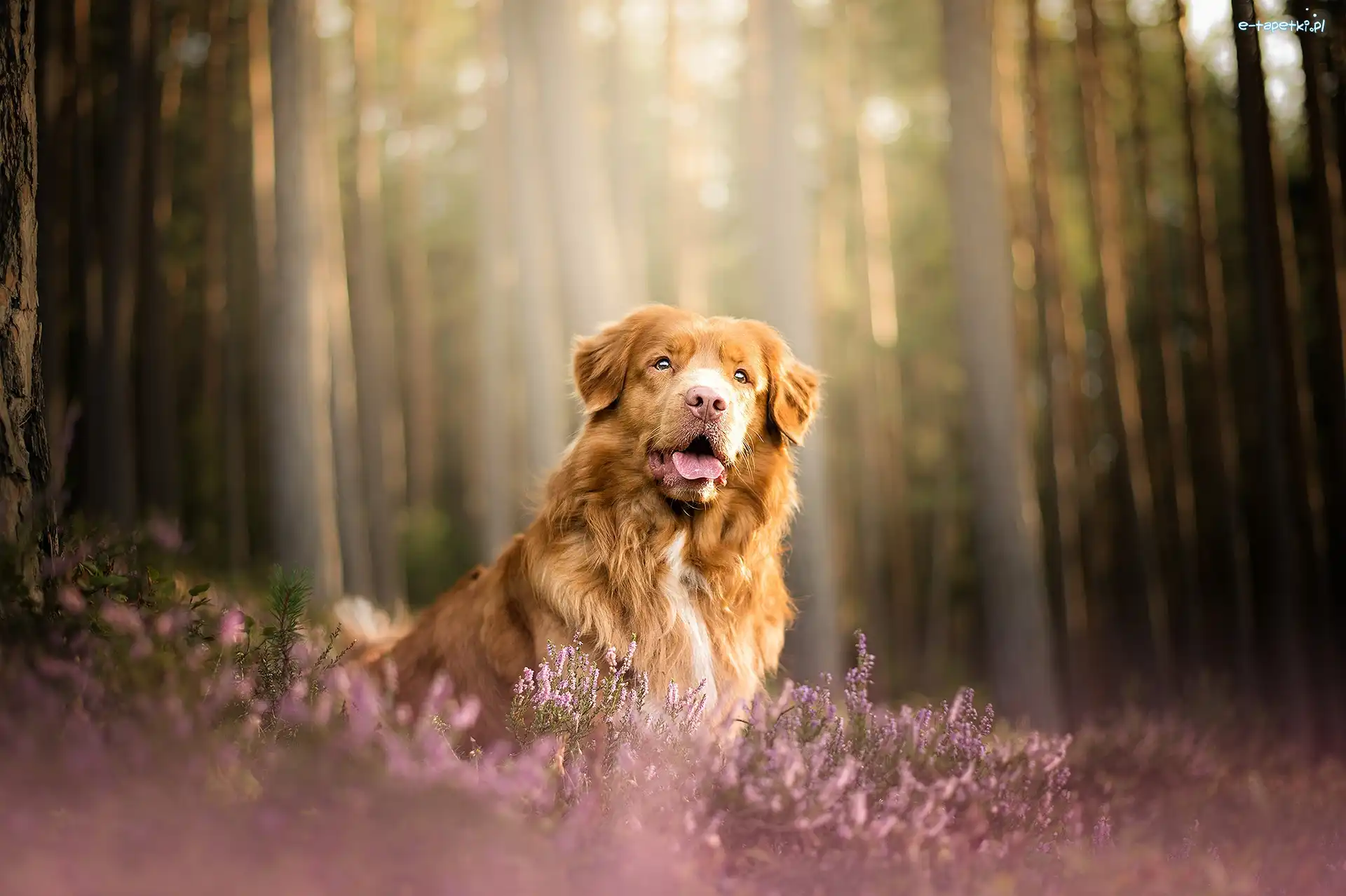 Retriever z Nowej Szkocji, Las, Wrzosy, Pies